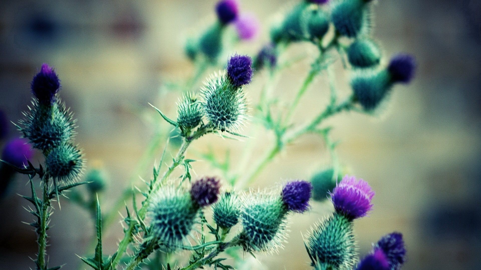 Thistle Desktop Wallpapers - 4k, HD Thistle Desktop Backgrounds on