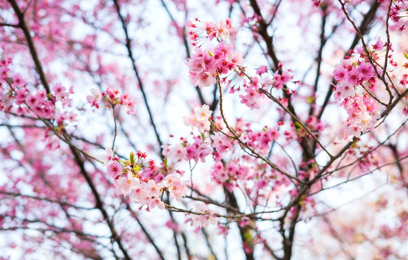 Cherry Blossom Wallpapers 4k, HD Cherry Blossom