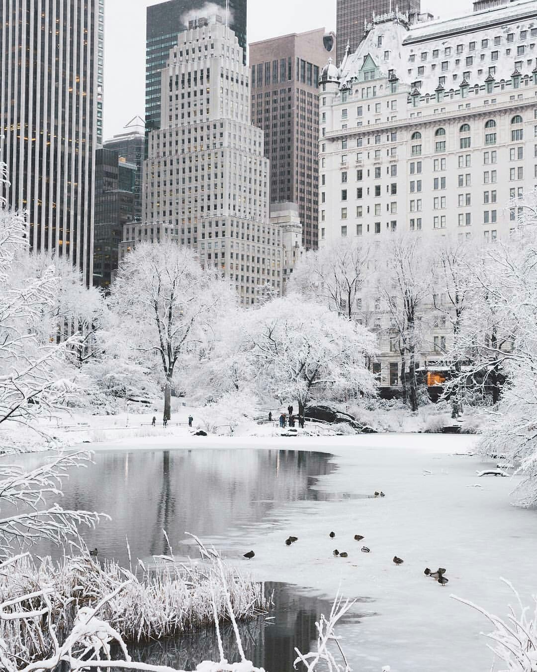 New York Central Park Winter Wallpapers - 4k, HD New York Central Park