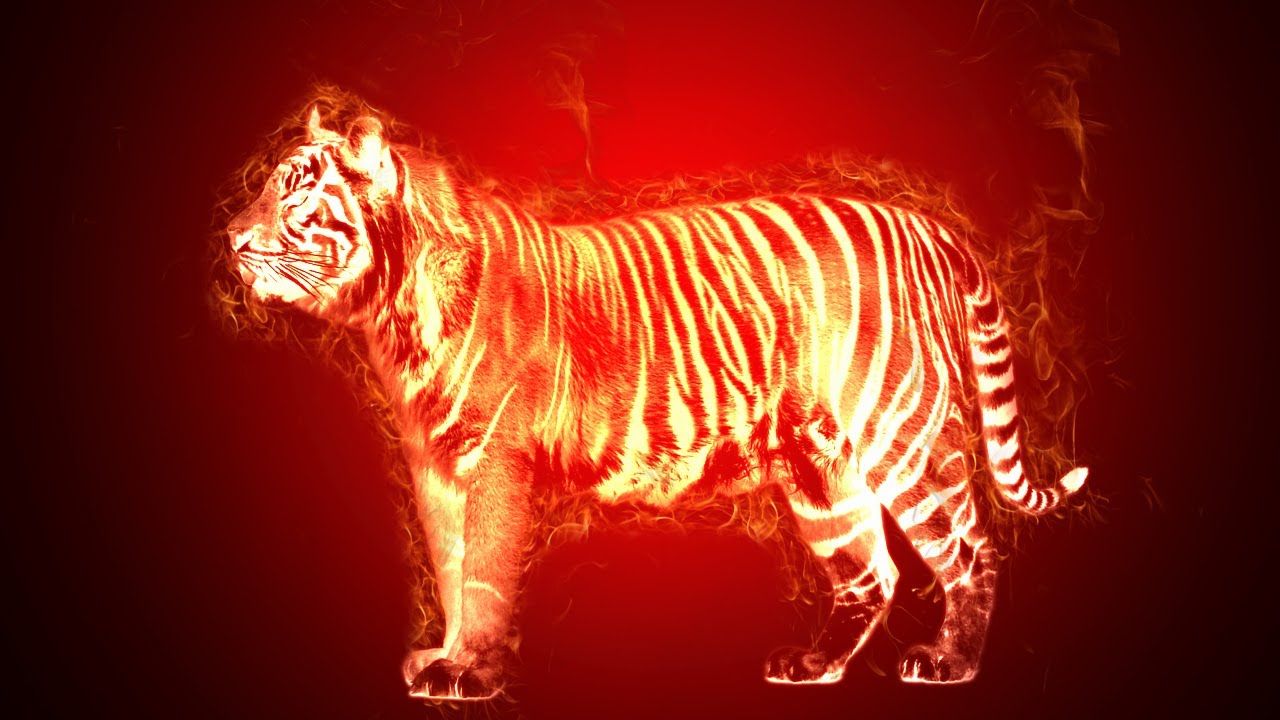 Fire Tiger Wallpapers - 4k, HD Fire Tiger Backgrounds on WallpaperBat