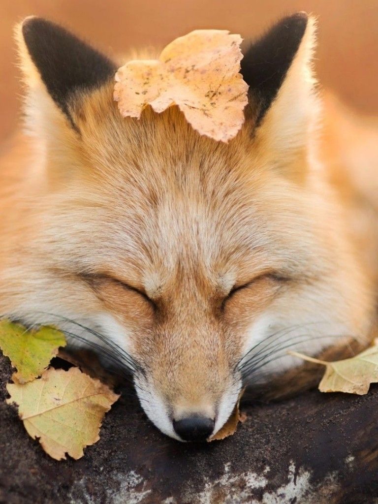 Fox Autumn Wallpapers - 4k, HD Fox Autumn Backgrounds on WallpaperBat