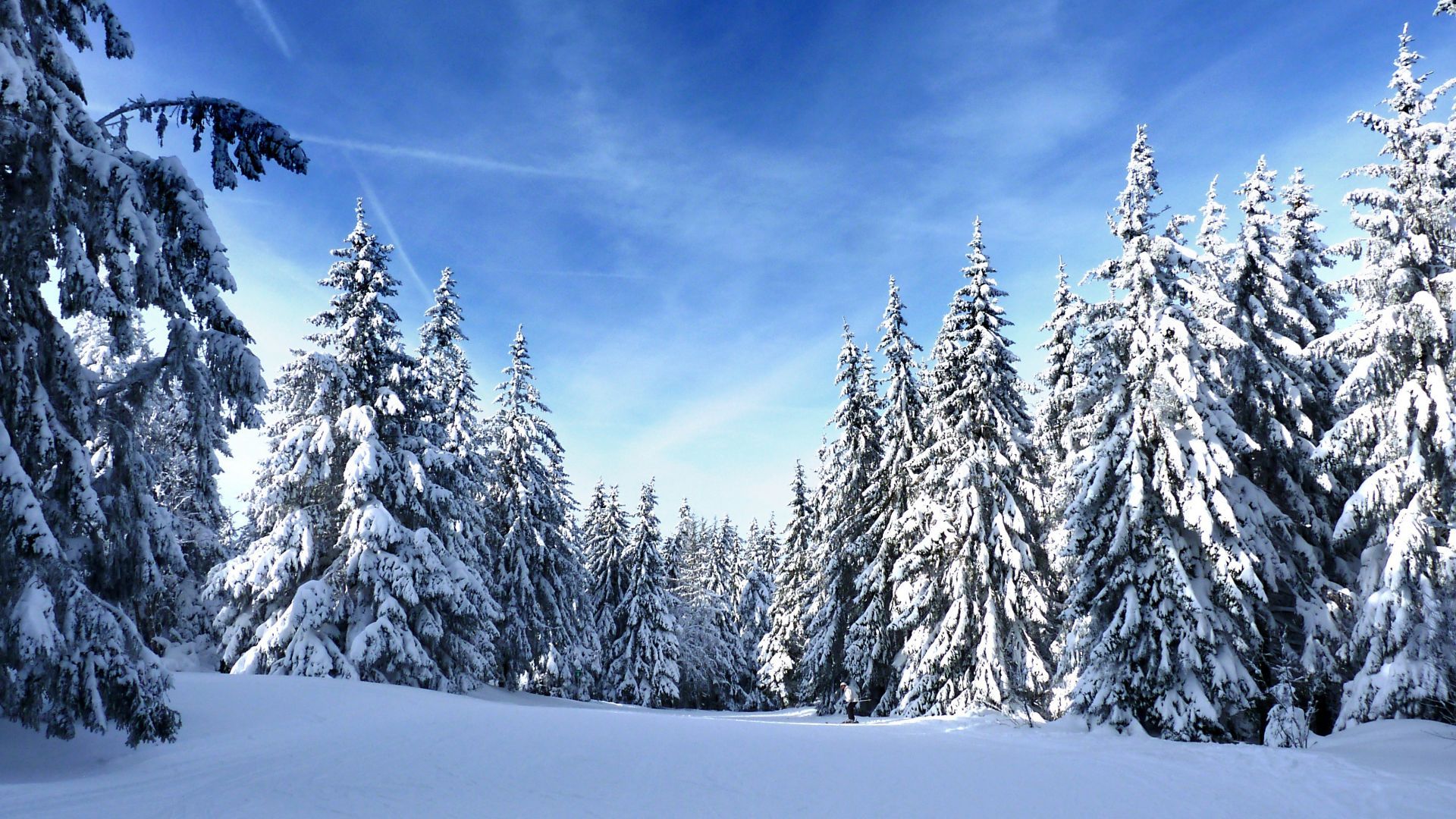 Winter Pine Trees Wallpapers - 4k, HD Winter Pine Trees Backgrounds on ...