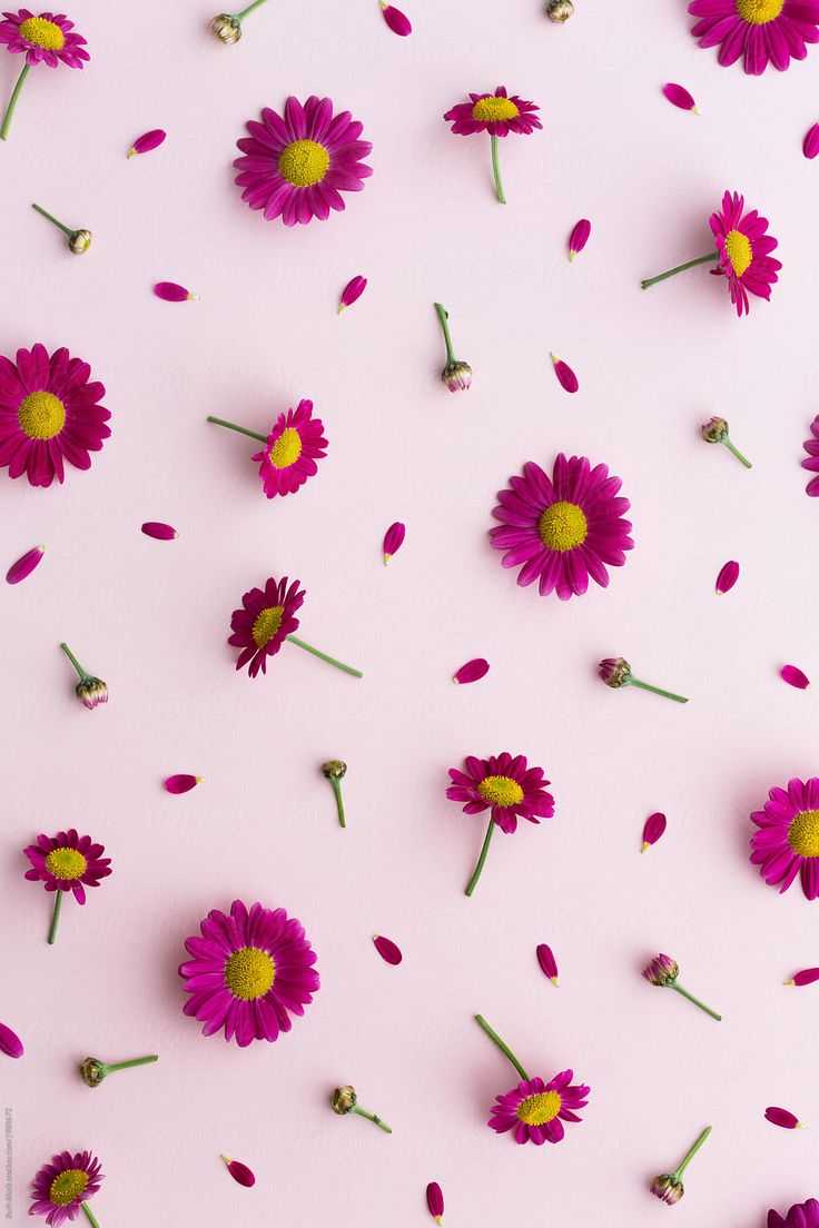 Magenta Daisy Wallpapers - 4k, HD Magenta Daisy Backgrounds on WallpaperBat