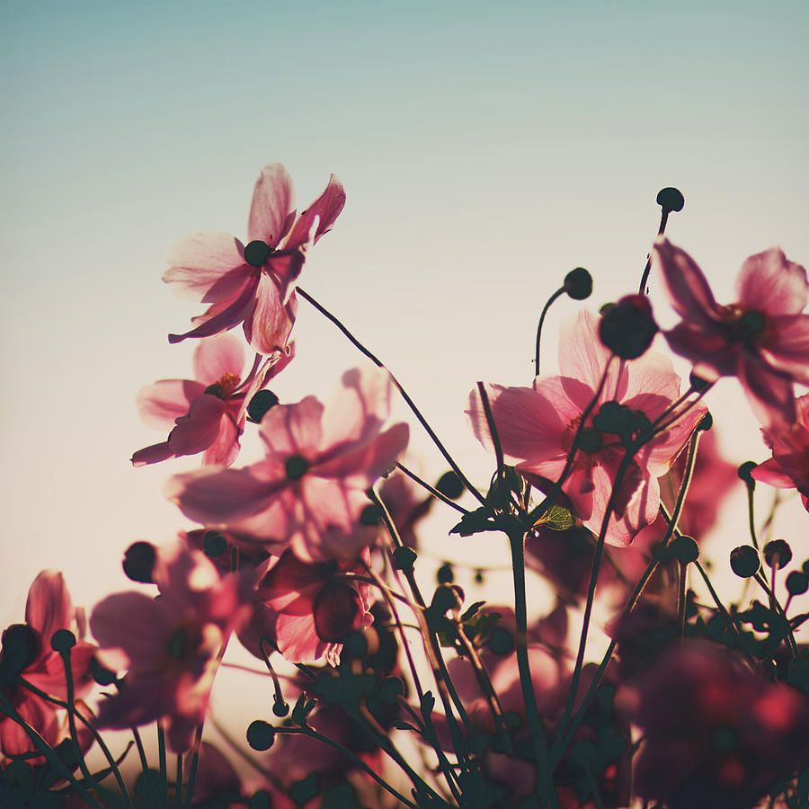 Light Pink Flower Wallpapers - 4k, HD Light Pink Flower Backgrounds On ...