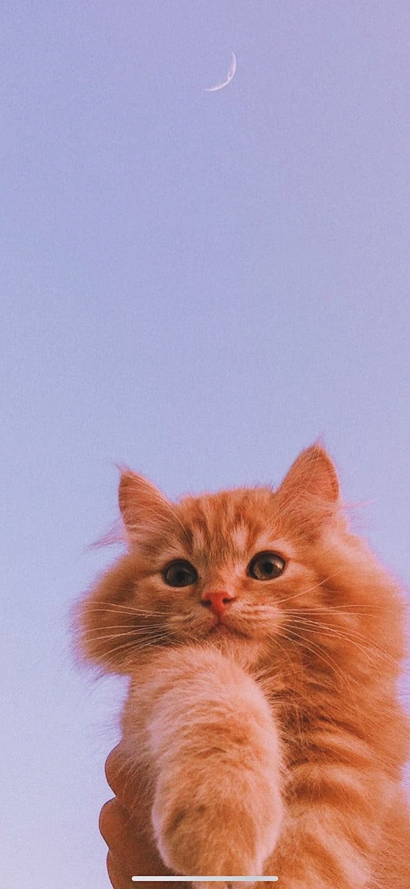 Cute Cat iPhone Wallpapers - 4k, HD Cute Cat iPhone Backgrounds on