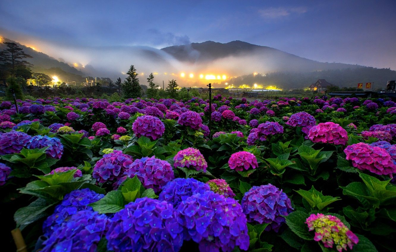 Landscape Summer Flowers Wallpapers - 4k, HD Landscape Summer Flowers ...