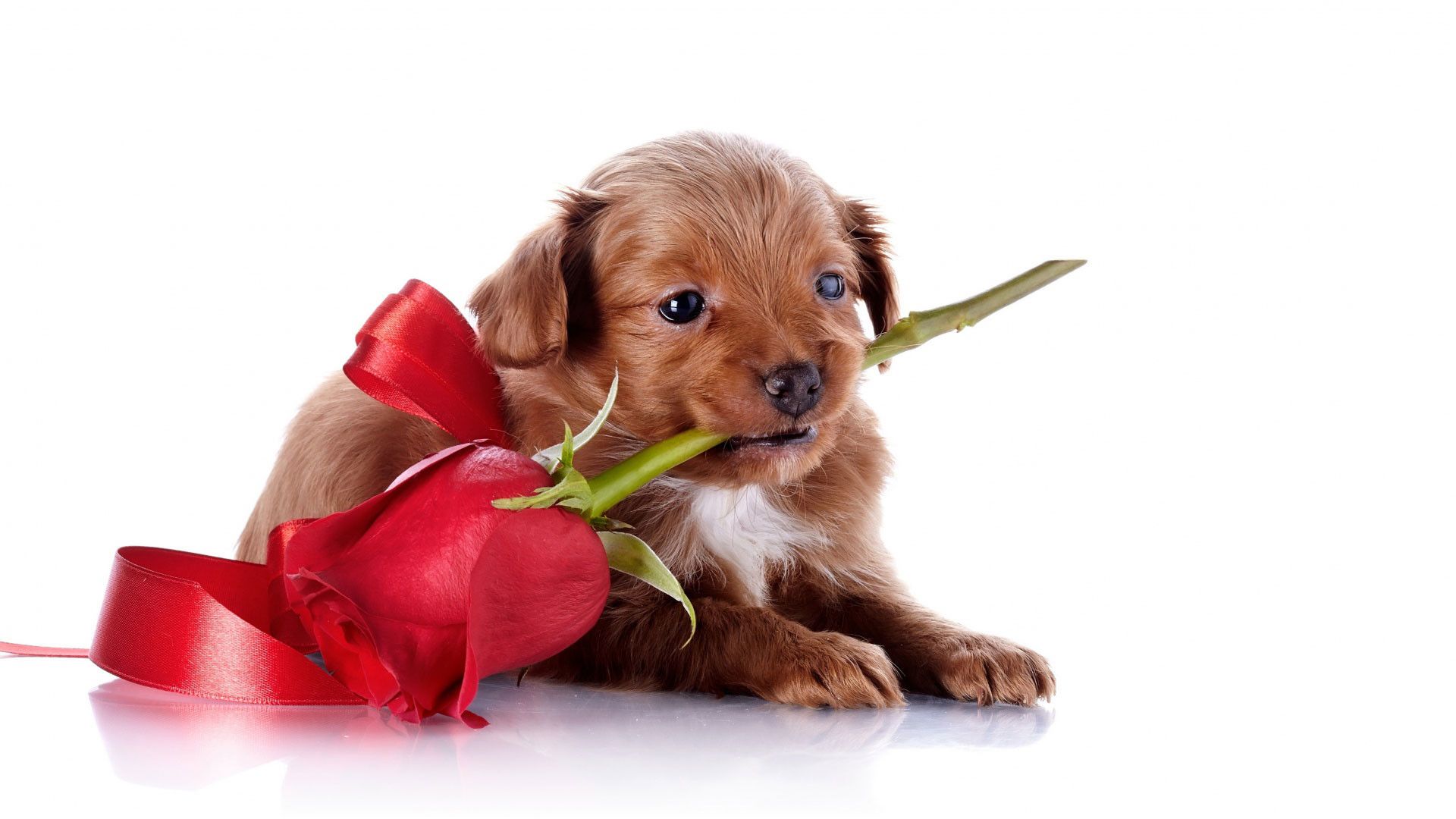 Puppy Valentine Wallpapers - 4k, HD Puppy Valentine Backgrounds on ...