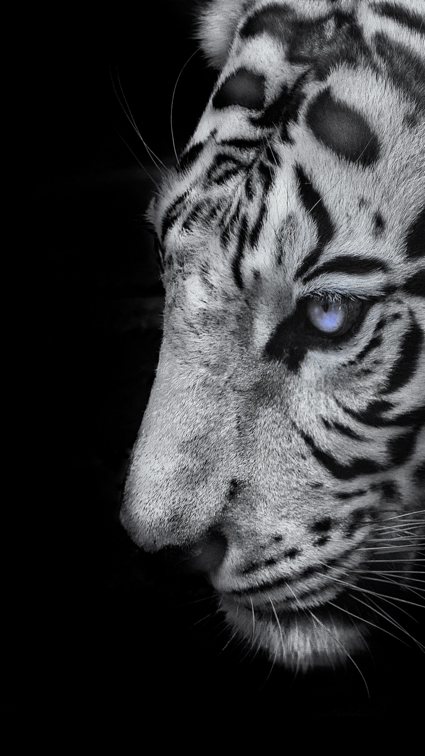 Black Tiger Wallpapers - 4k, HD Black Tiger Backgrounds On WallpaperBat