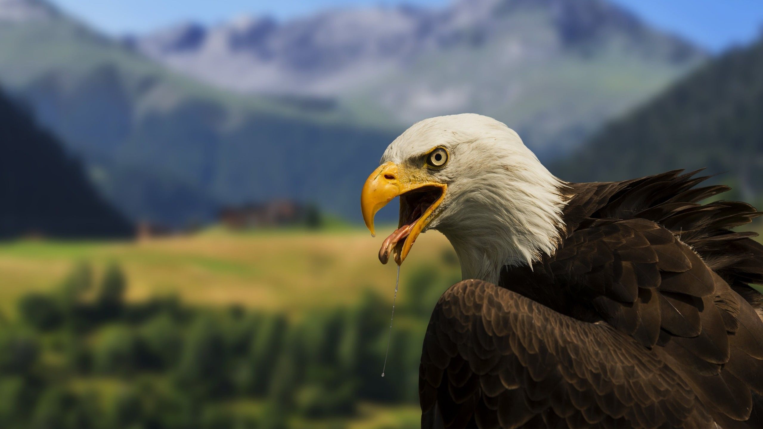 32K Wallpapers 4k HD 32K Backgrounds On WallpaperBat 32k-wallpapers-4k-hd-32k-backgrounds-on-wallpaperbat