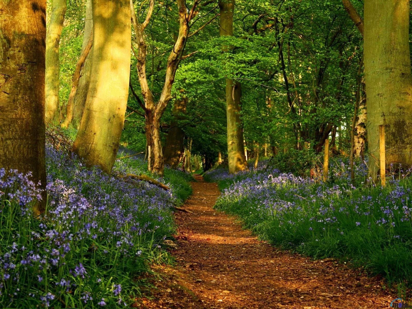 Spring Woods Wallpapers - 4k, HD Spring Woods Backgrounds on WallpaperBat