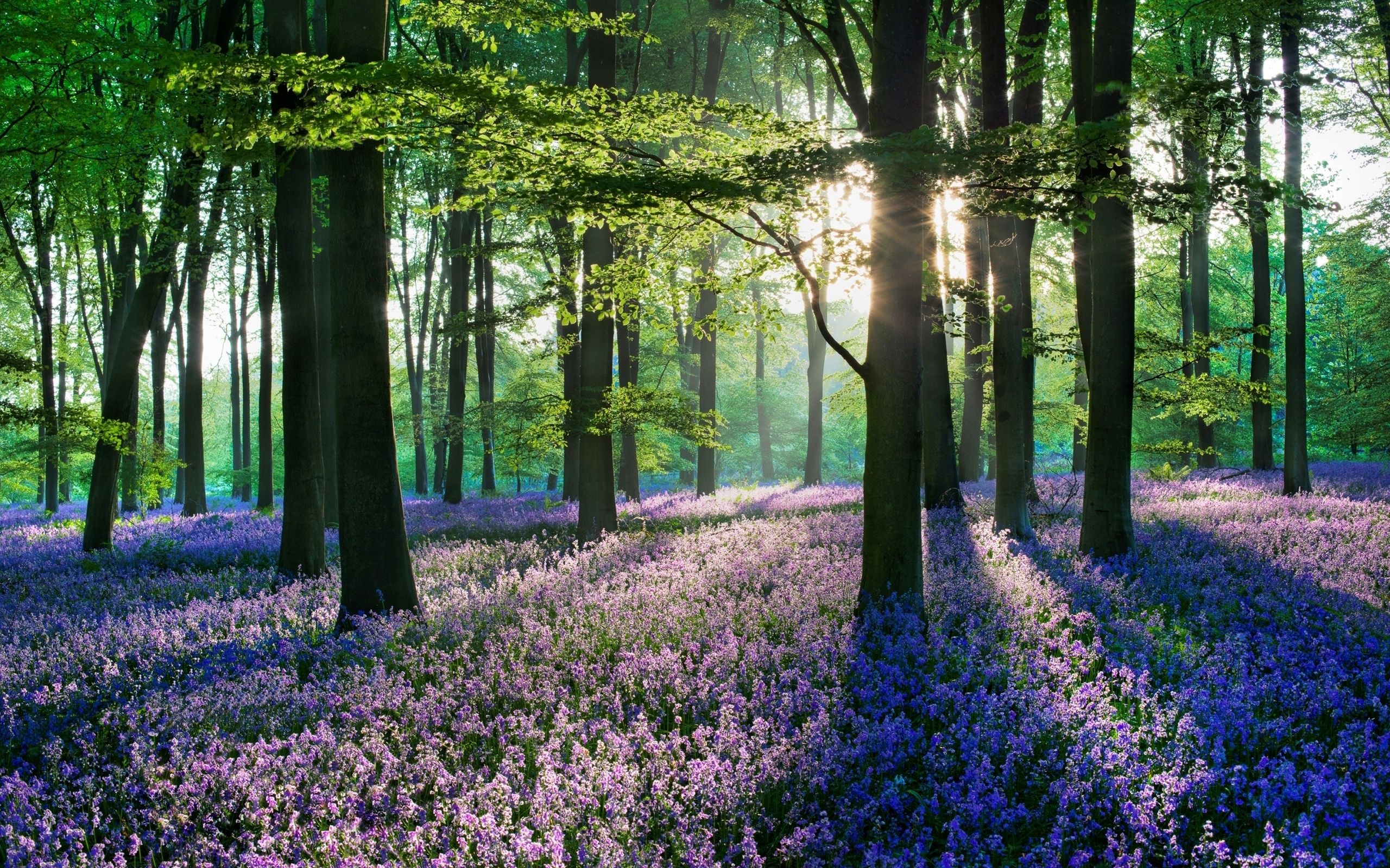 Spring Woods Wallpapers - 4k, HD Spring Woods Backgrounds on WallpaperBat