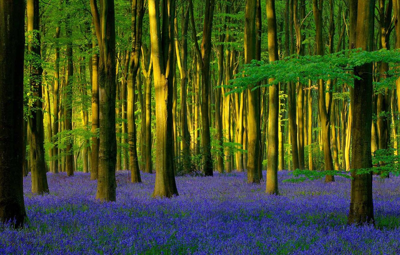 Spring Woods Wallpapers - 4k, HD Spring Woods Backgrounds on WallpaperBat