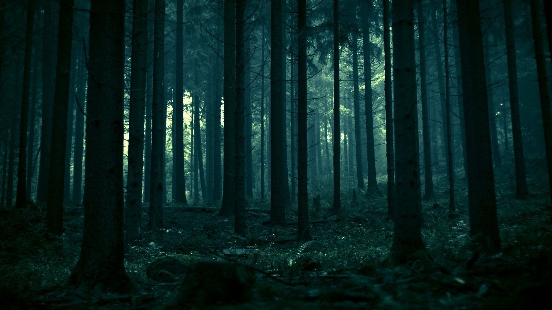 Moody Forest Wallpapers 4k Hd Moody Forest Backgrounds On Wallpaperbat
