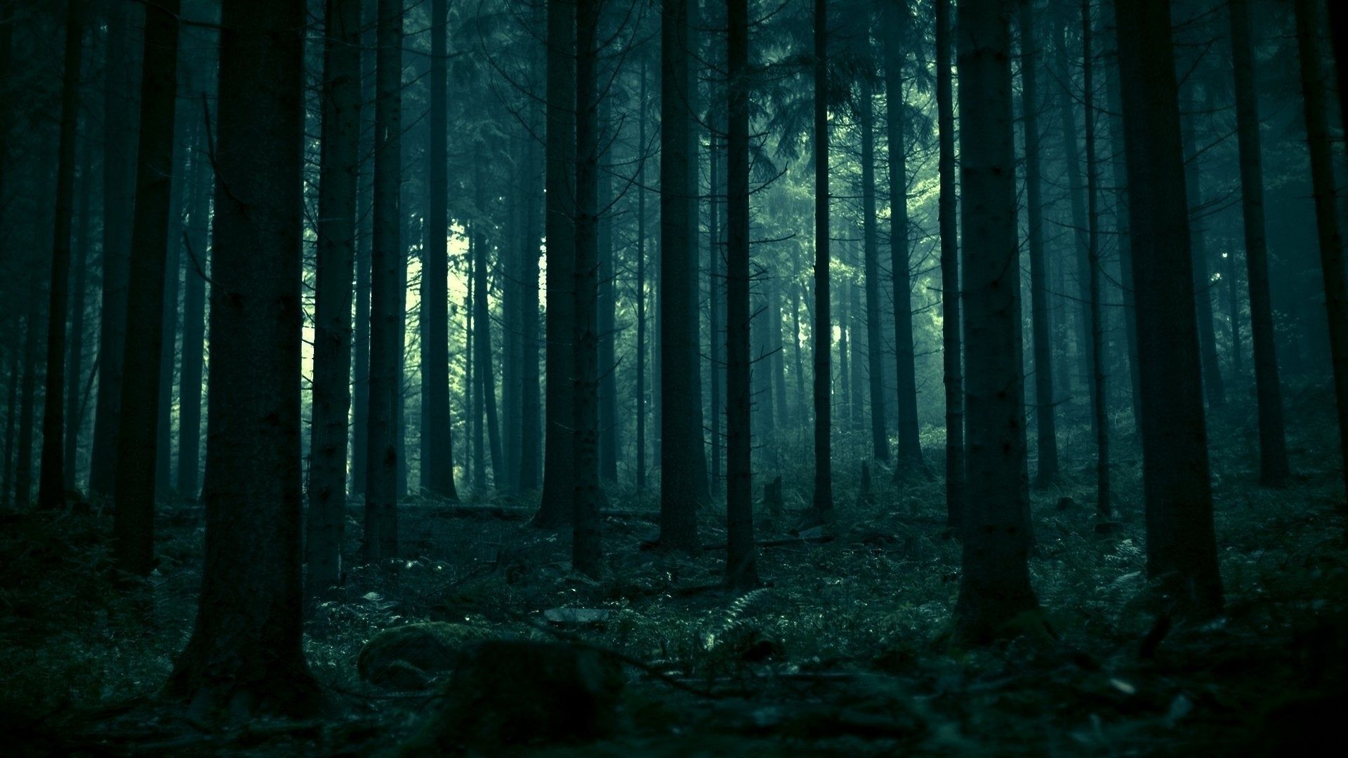 Moody Forest Wallpapers - 4k, HD Moody Forest Backgrounds on WallpaperBat