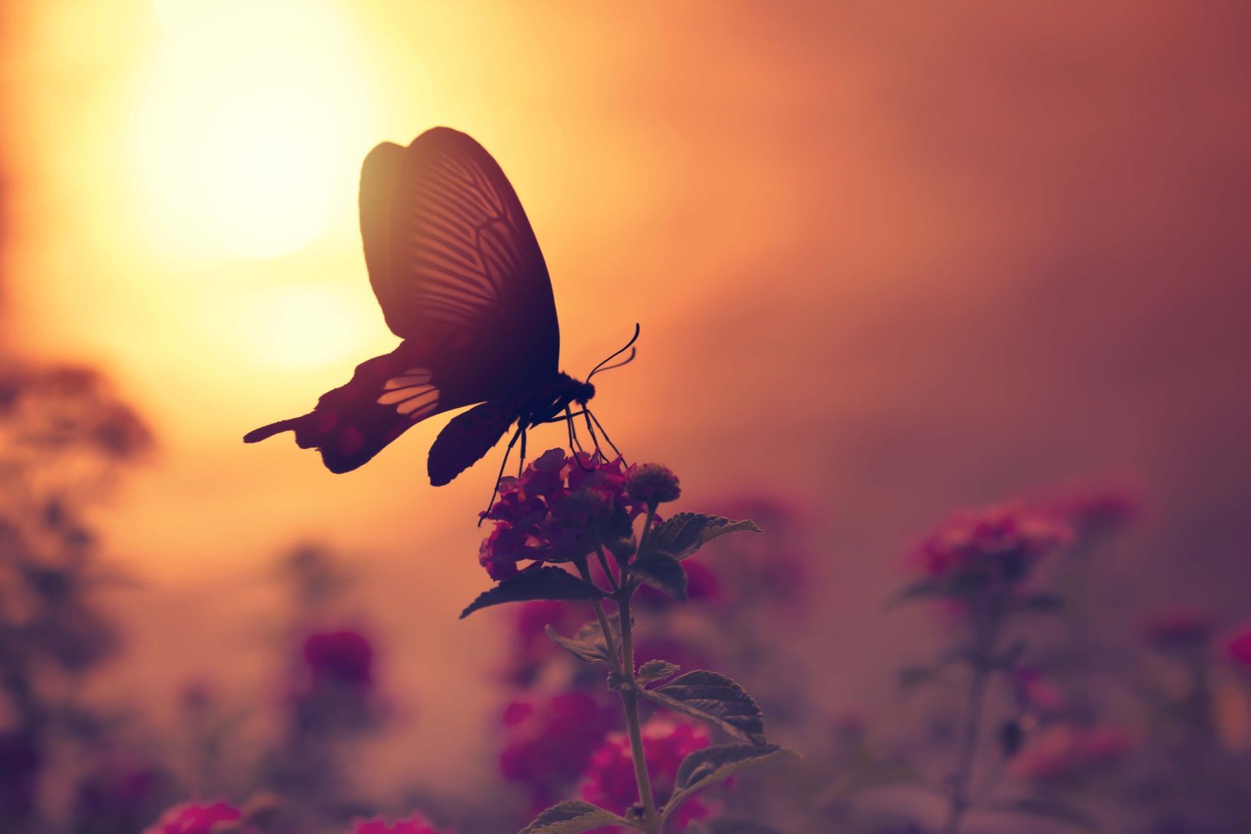 Sunset Butterfly Wallpapers - 4k, HD Sunset Butterfly Backgrounds on ...