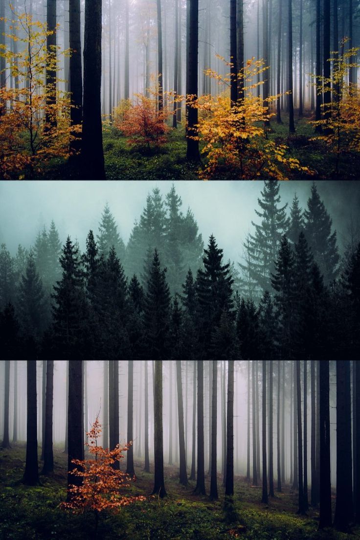 Moody Forest Wallpapers - 4k, HD Moody Forest Backgrounds on WallpaperBat