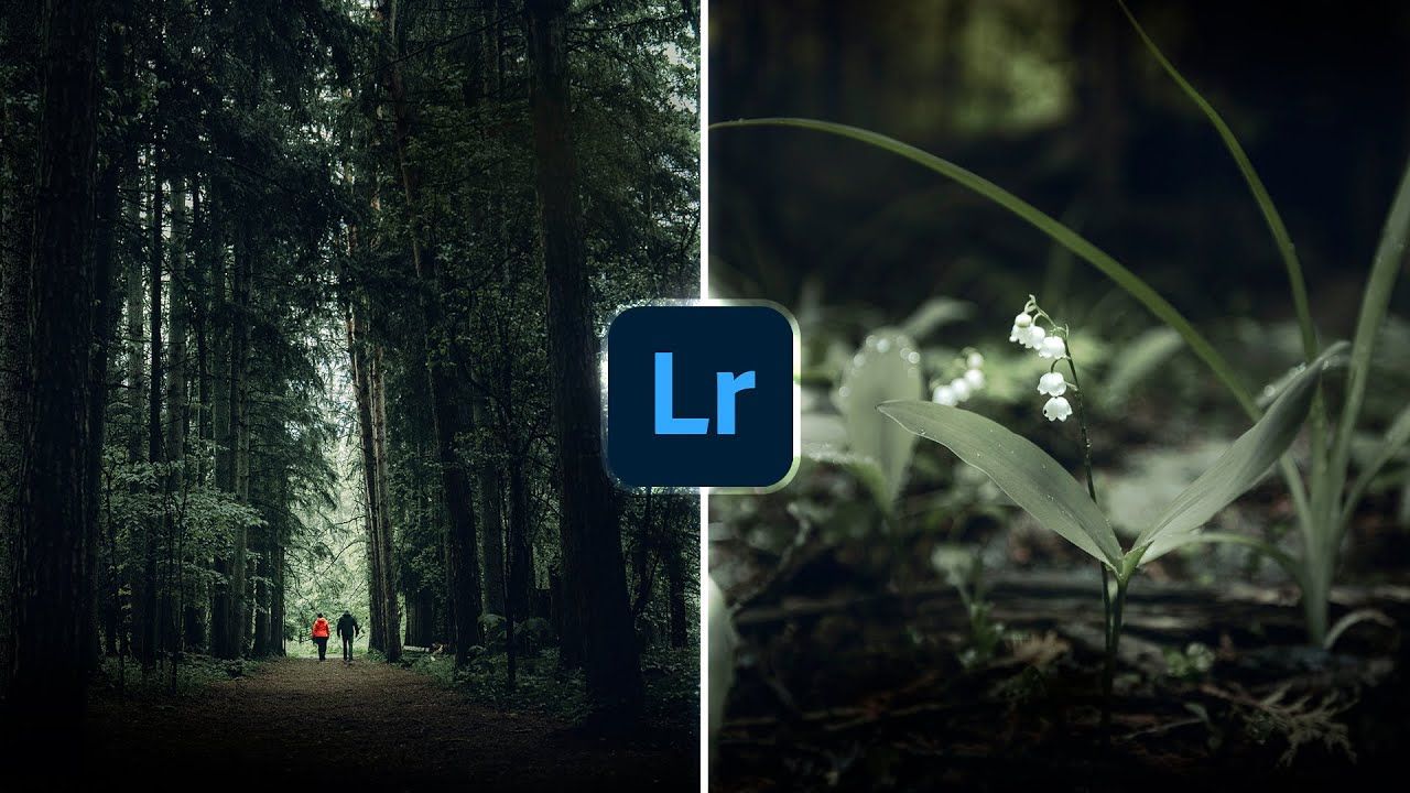 Moody Forest Wallpapers - 4k, HD Moody Forest Backgrounds on WallpaperBat