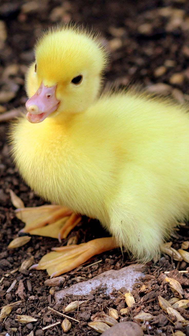 Cute Baby Ducks Wallpapers - 4k, HD Cute Baby Ducks Backgrounds on ...