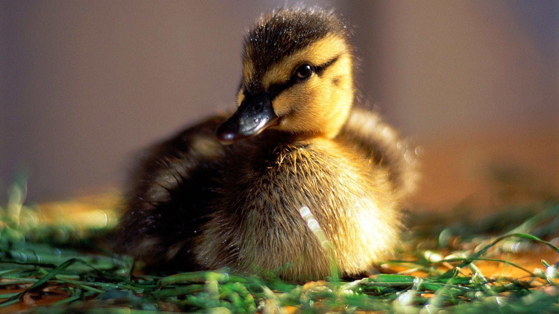 Cute Baby Ducks Wallpapers - 4k, HD Cute Baby Ducks Backgrounds on ...