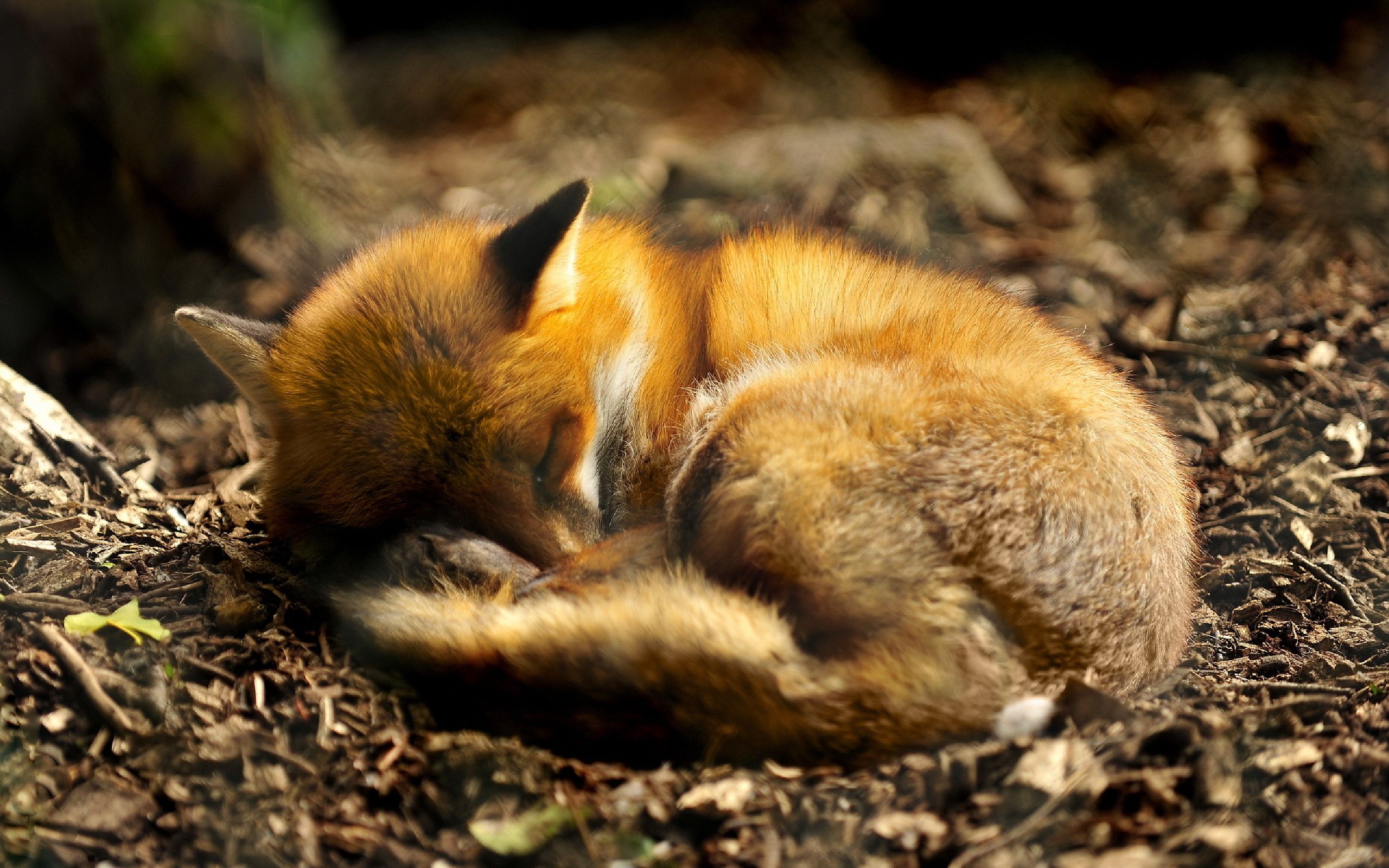 Foxes Wallpapers K HD Foxes Backgrounds On WallpaperBat