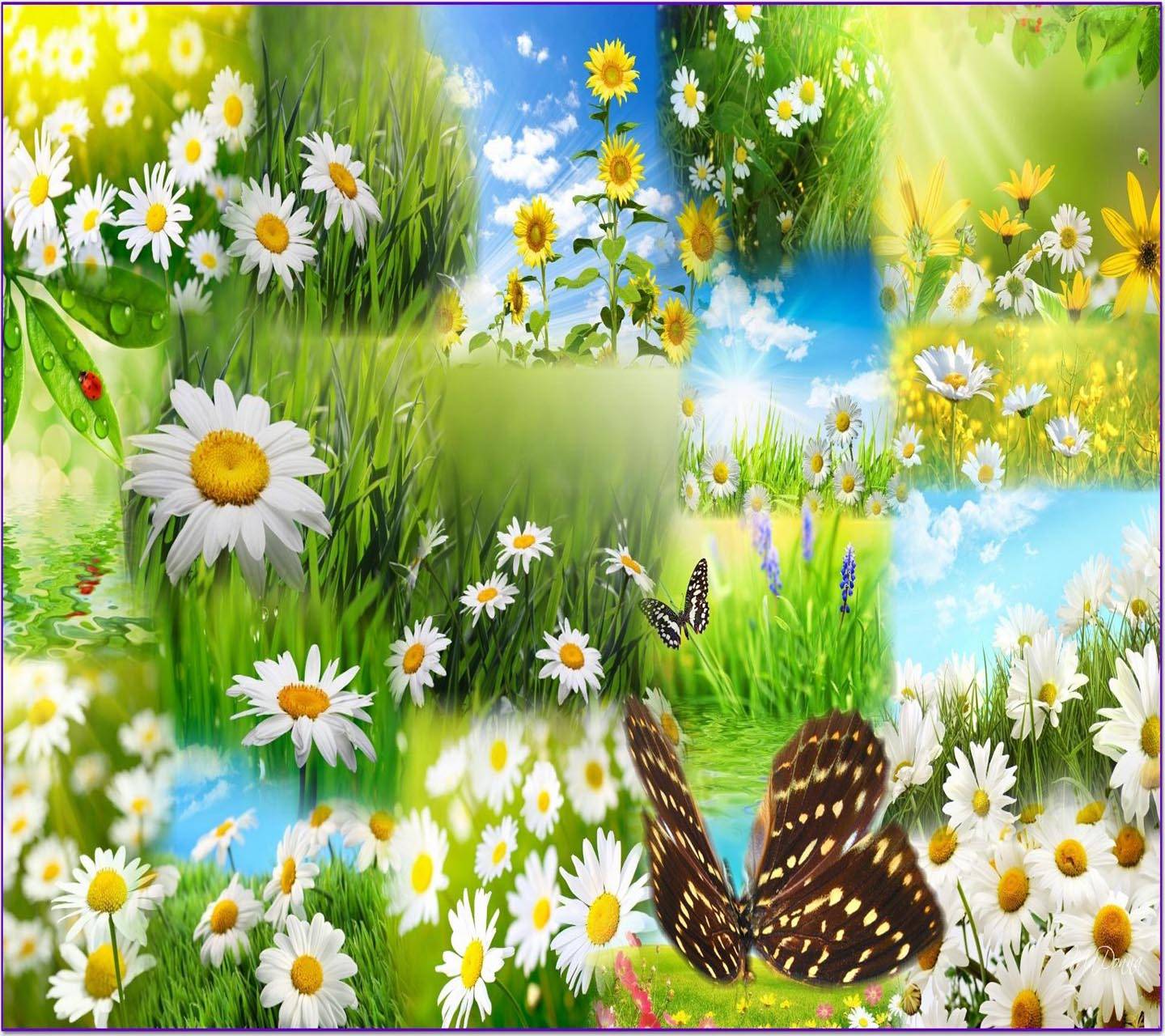 Daisy Field Wallpapers - 4k, HD Daisy Field Backgrounds on WallpaperBat