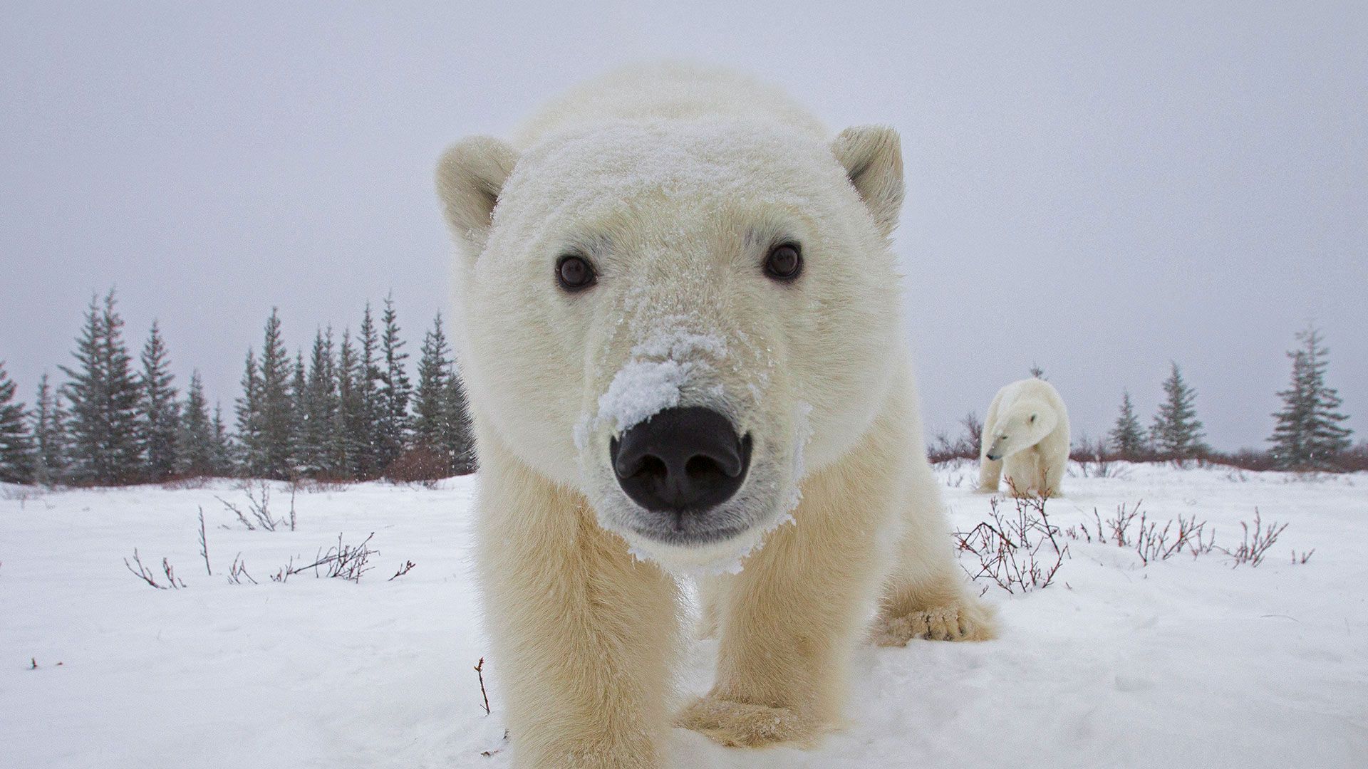 1920x1080 Bing image: Polar bears - Bing Wallpaper Gallery on WallpaperBat