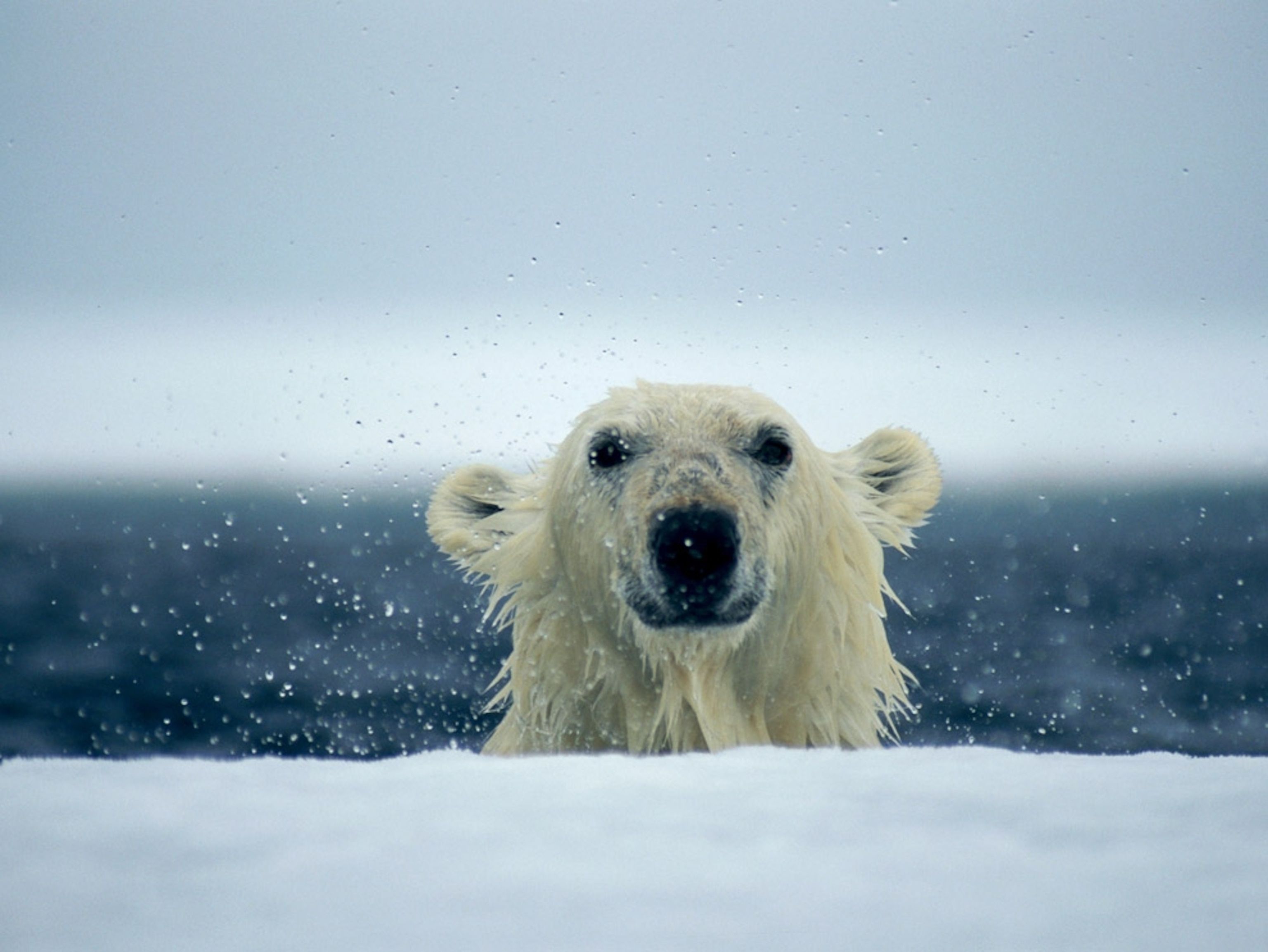 3072x2306 Polar Bear Picture - Bear Wallpaper on WallpaperBat