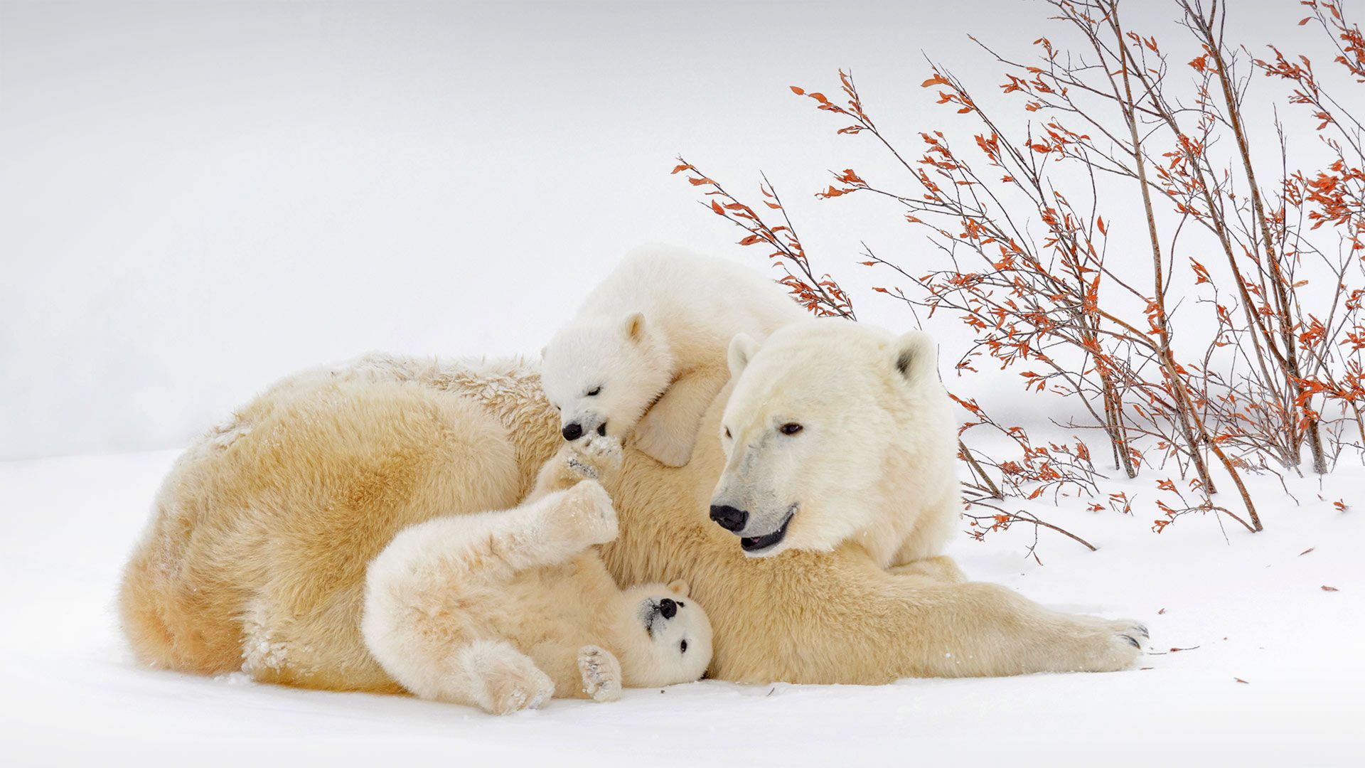 1920x1080 Bing image: International Polar Bear Day - Bing Wallpaper Gallery on WallpaperBat