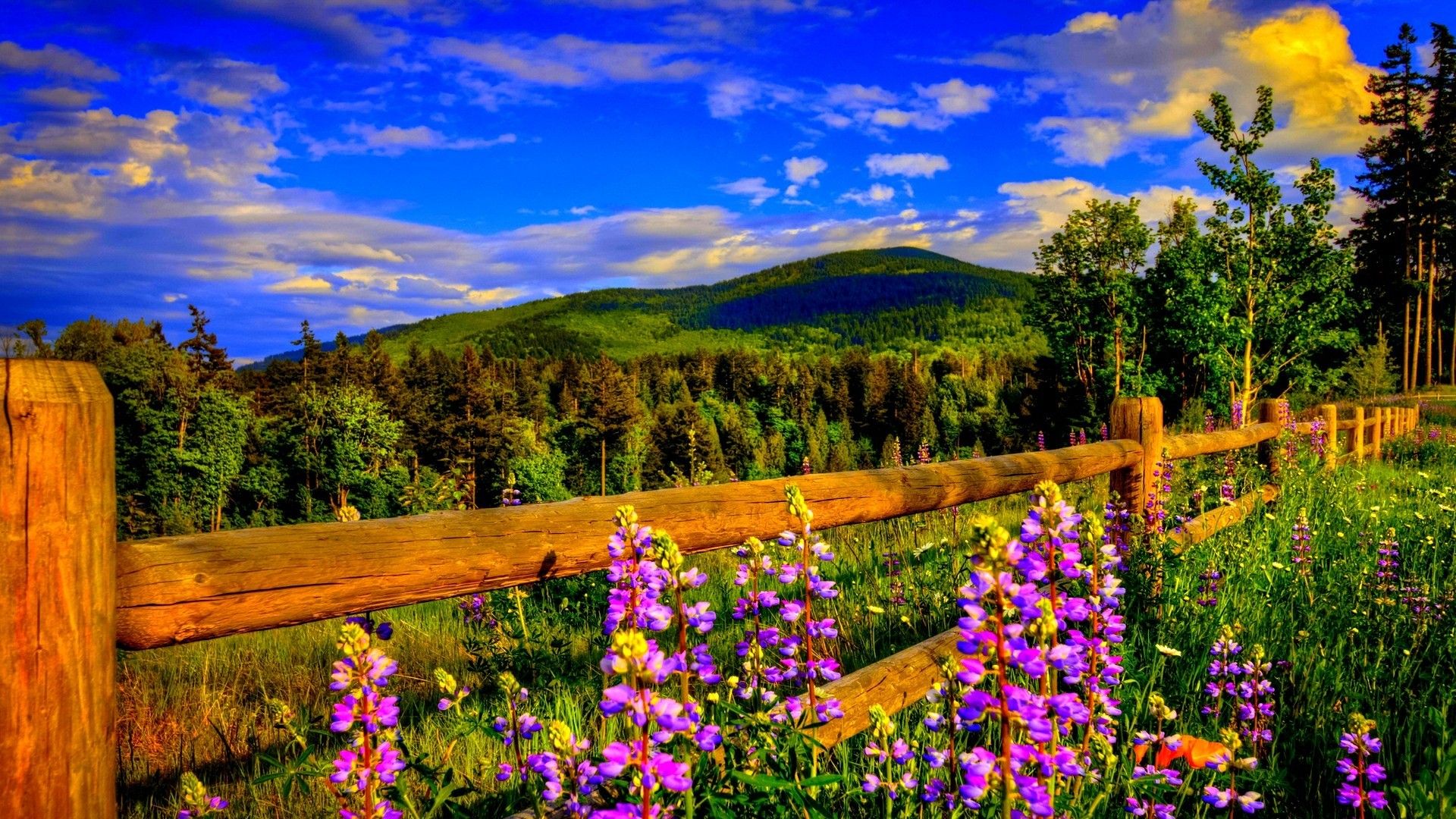 Spring wallpapers 4k hd spring backgrounds on wallpaperbat
