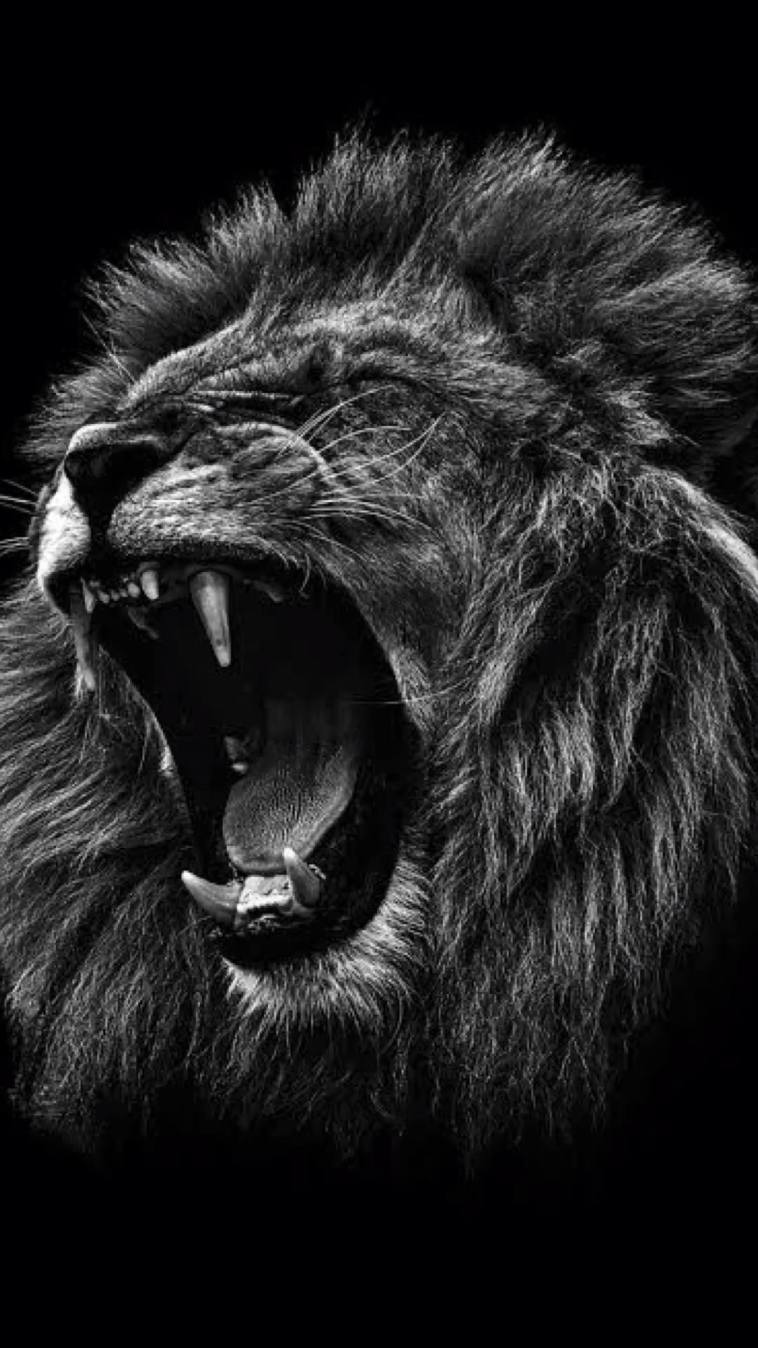 Black Lion Wallpapers 4k, HD Black Lion Backgrounds on WallpaperBat