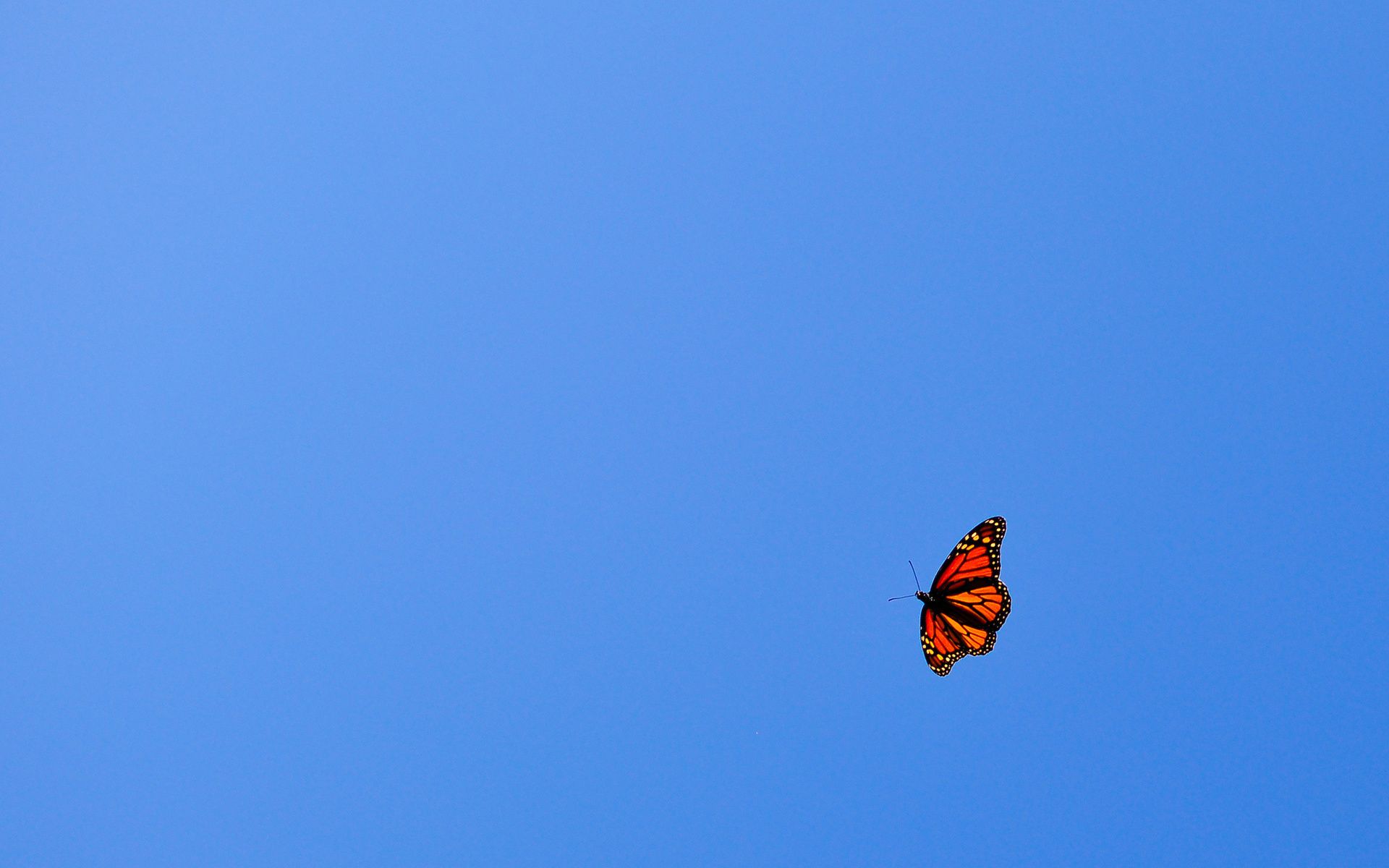 orange-butterfly-wallpapers-4k-hd-orange-butterfly-backgrounds-on