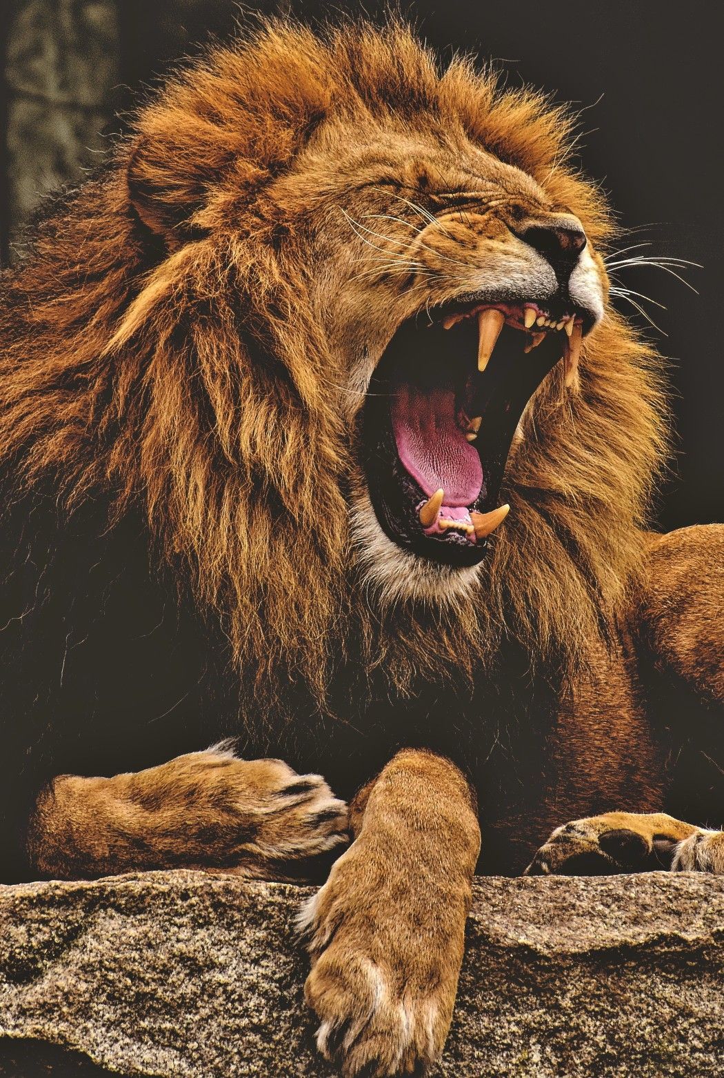 Angry Lion Wallpapers - 4k, HD Angry Lion Backgrounds on WallpaperBat