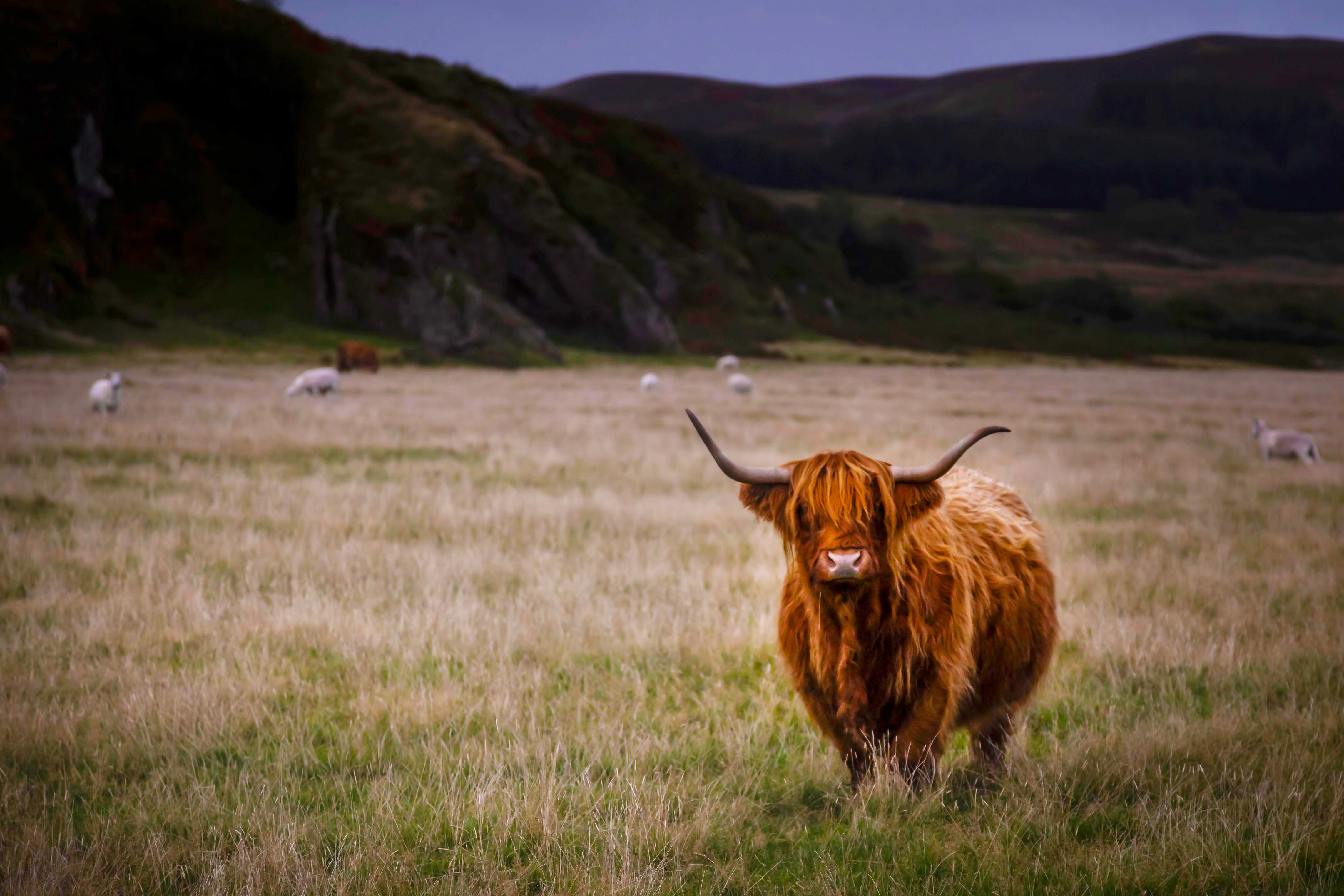 Scotland Highlands Desktop Wallpapers - 4k, HD Scotland Highlands ...