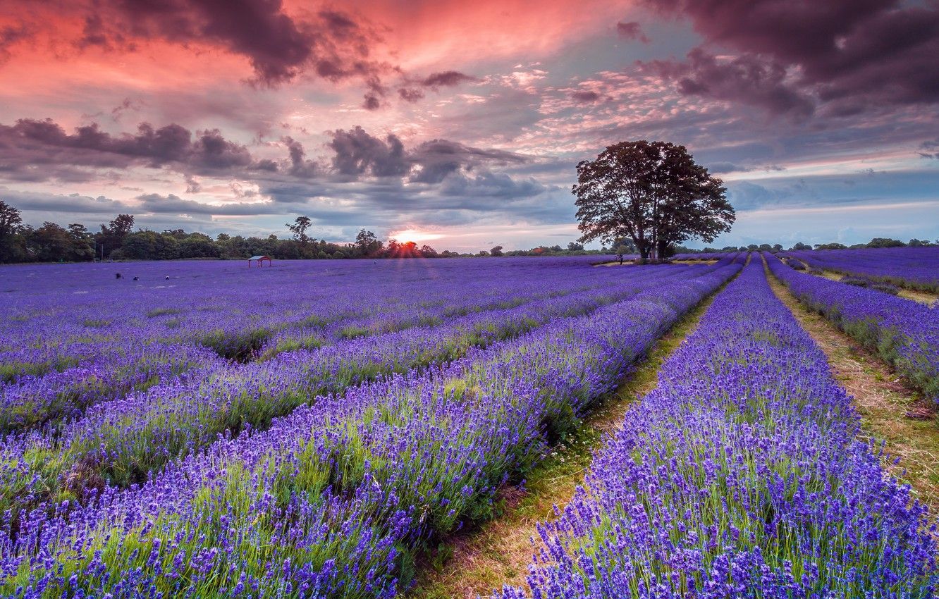 Lavender Field Sun Wallpapers - 4k, HD Lavender Field Sun Backgrounds ...