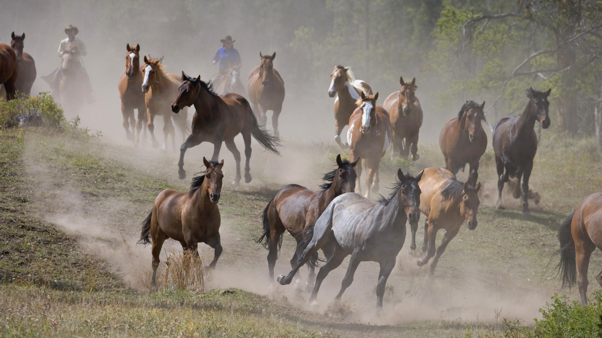 Wild Horses Running Wallpapers - 4k, HD Wild Horses Running Backgrounds ...