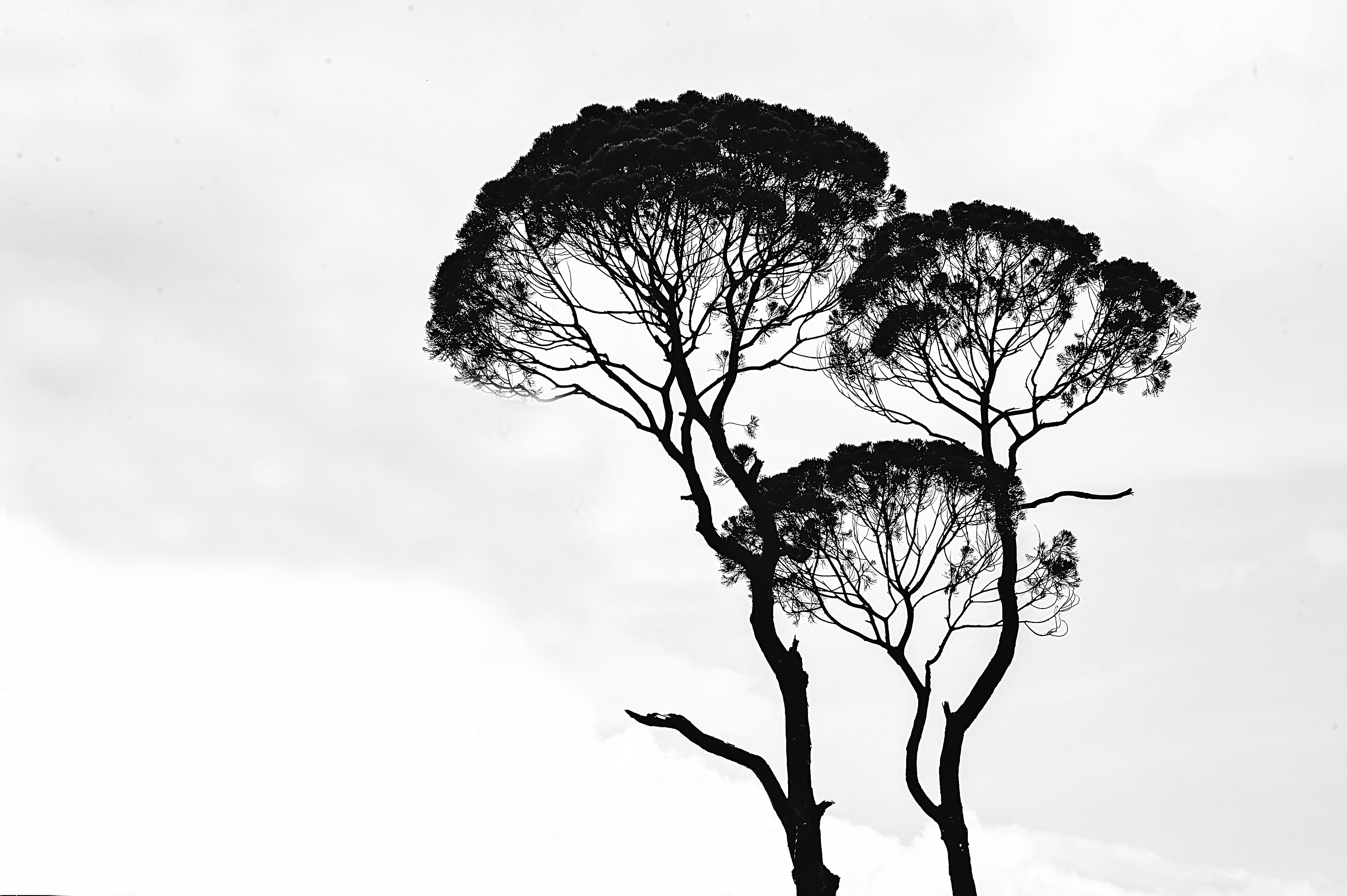4256x2832 Free Photo: Silhouette Photo Of Trees Art, Black And White on Wal...