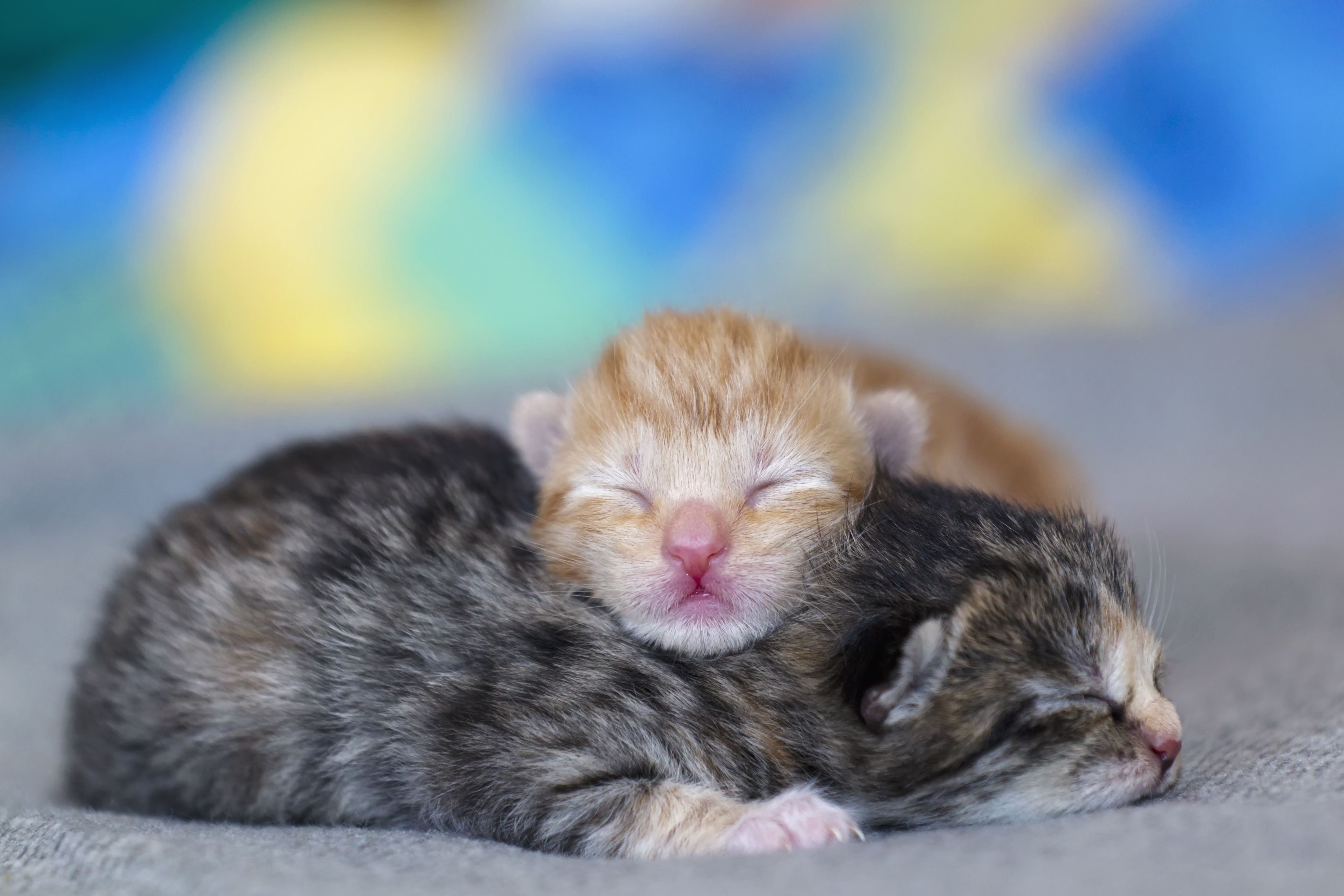 К чему снятся рождающиеся котята. Новорожденные котята. Маленький котенок. Милые котята. Новорожденный котенок.