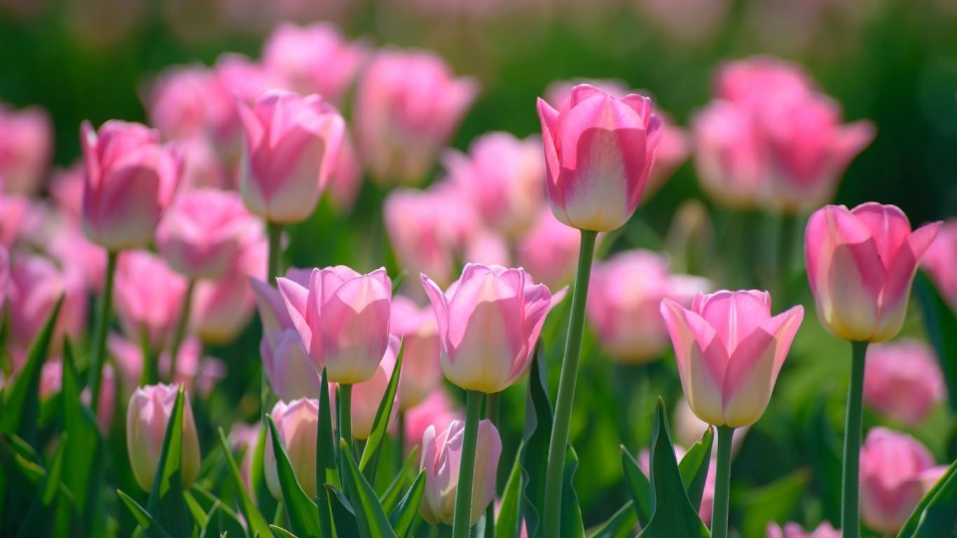 Spring Tulips Desktop Wallpapers - 4k, HD Spring Tulips Desktop ...