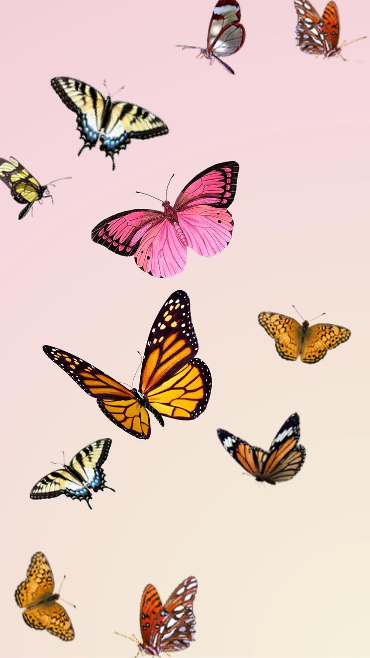 Summer Butterfly Wallpapers - 4k, HD Summer Butterfly Backgrounds on ...