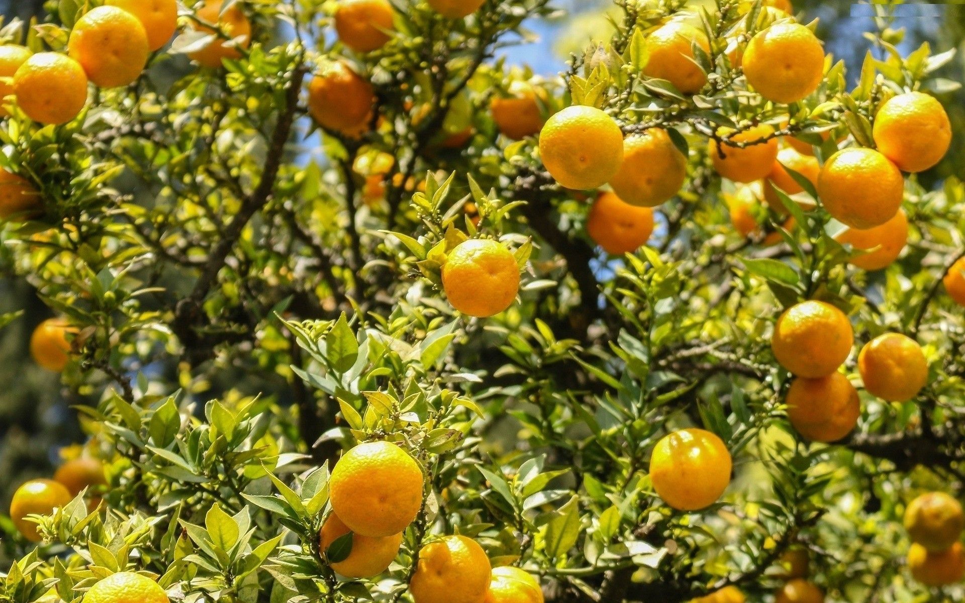 Orange Trees Wallpapers - 4k, HD Orange Trees Backgrounds on WallpaperBat