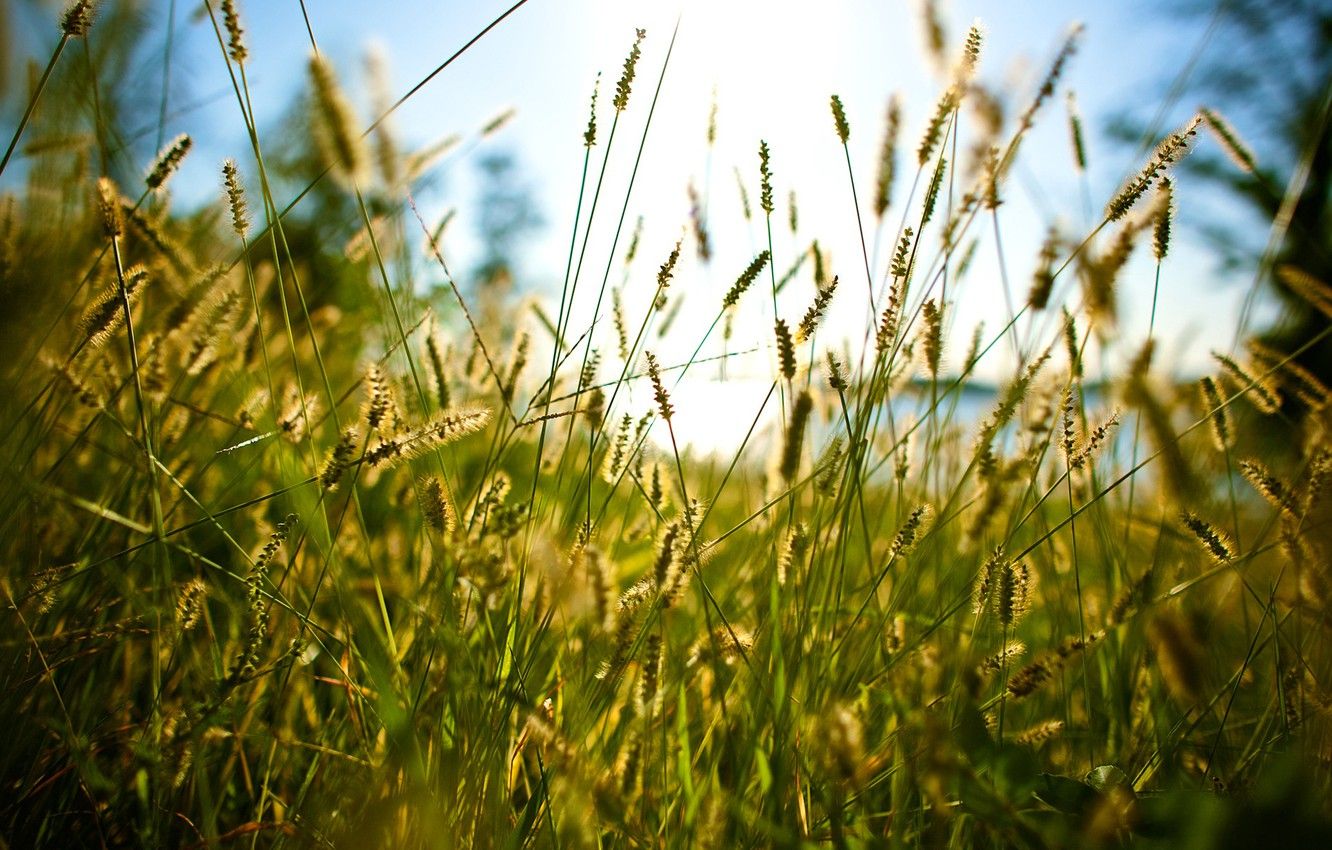 Summer Pasture Wallpapers - 4k, HD Summer Pasture Backgrounds on ...