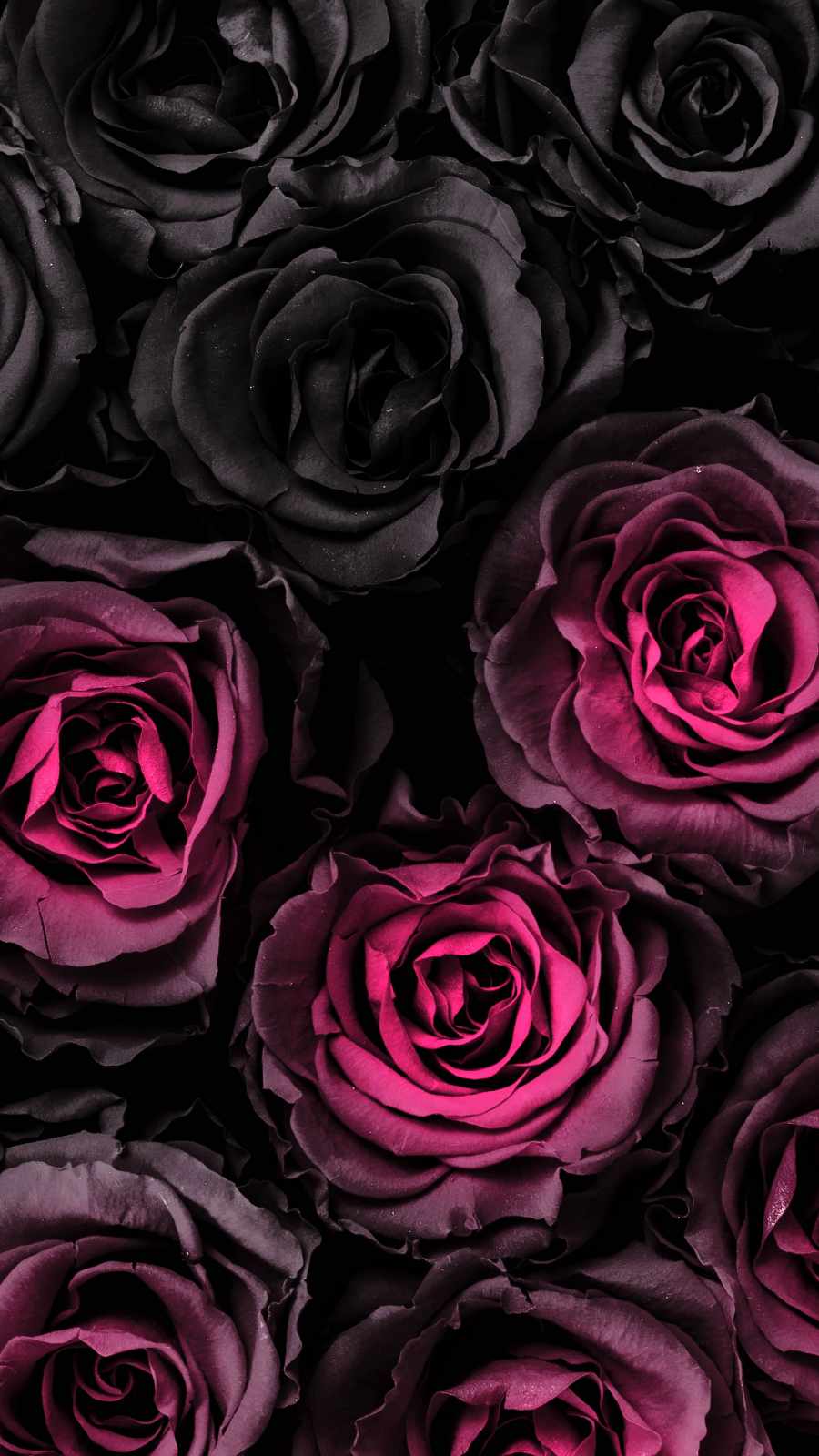 Dark Rose Wallpapers - 4k, HD Dark Rose Backgrounds on WallpaperBat