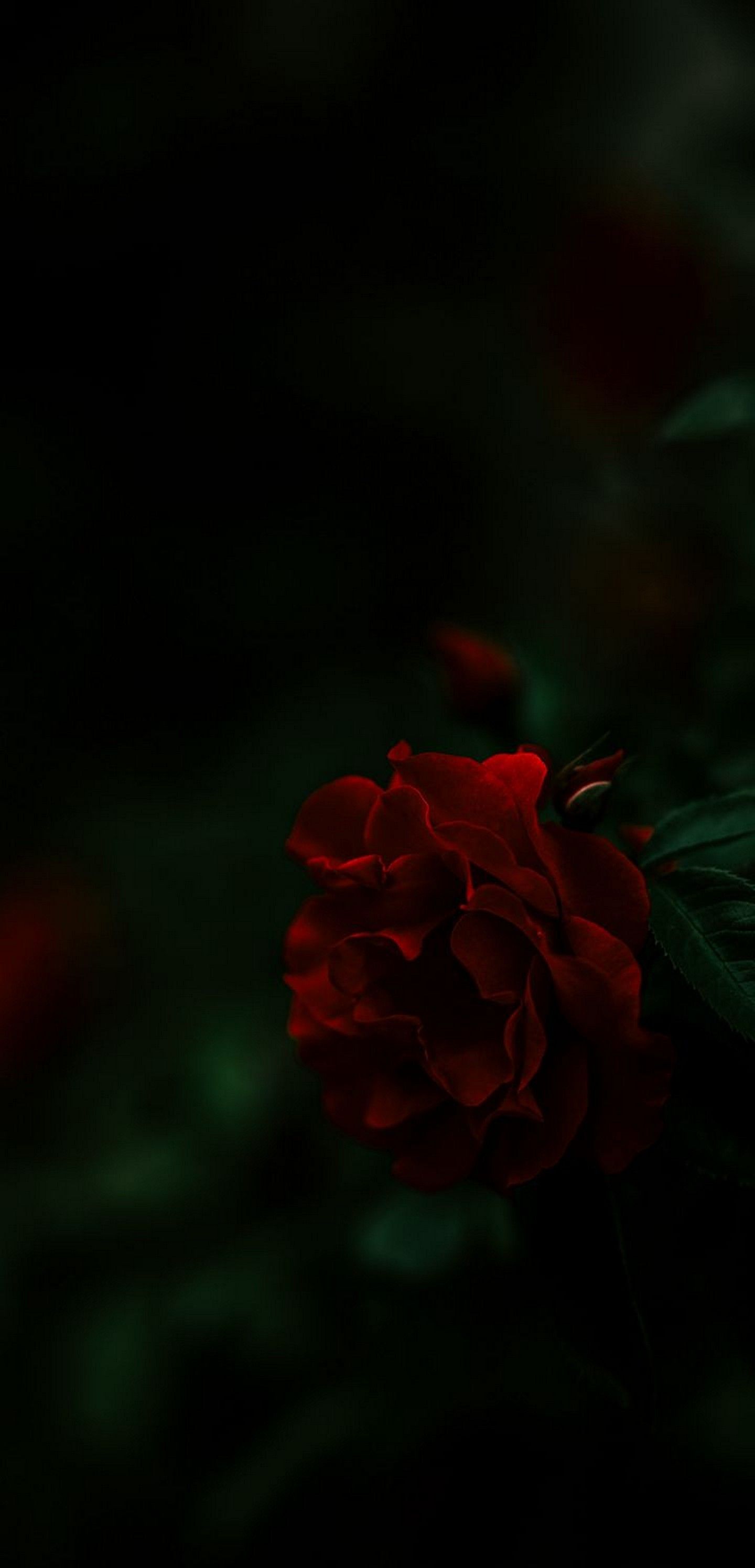 Dark Rose Wallpapers - 4k, HD Dark Rose Backgrounds on WallpaperBat