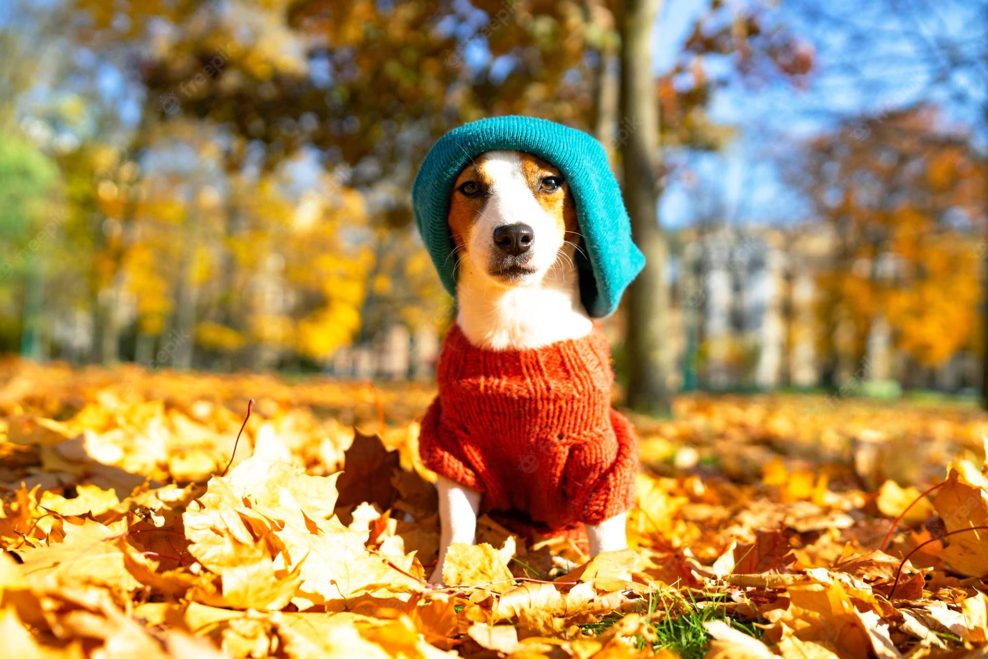 Fall Dog Wallpapers - 4k, HD Fall Dog Backgrounds on WallpaperBat