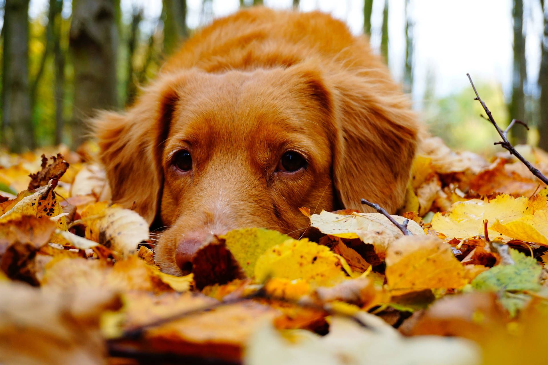 Autumn Dog Wallpapers - 4k, HD Autumn Dog Backgrounds on WallpaperBat