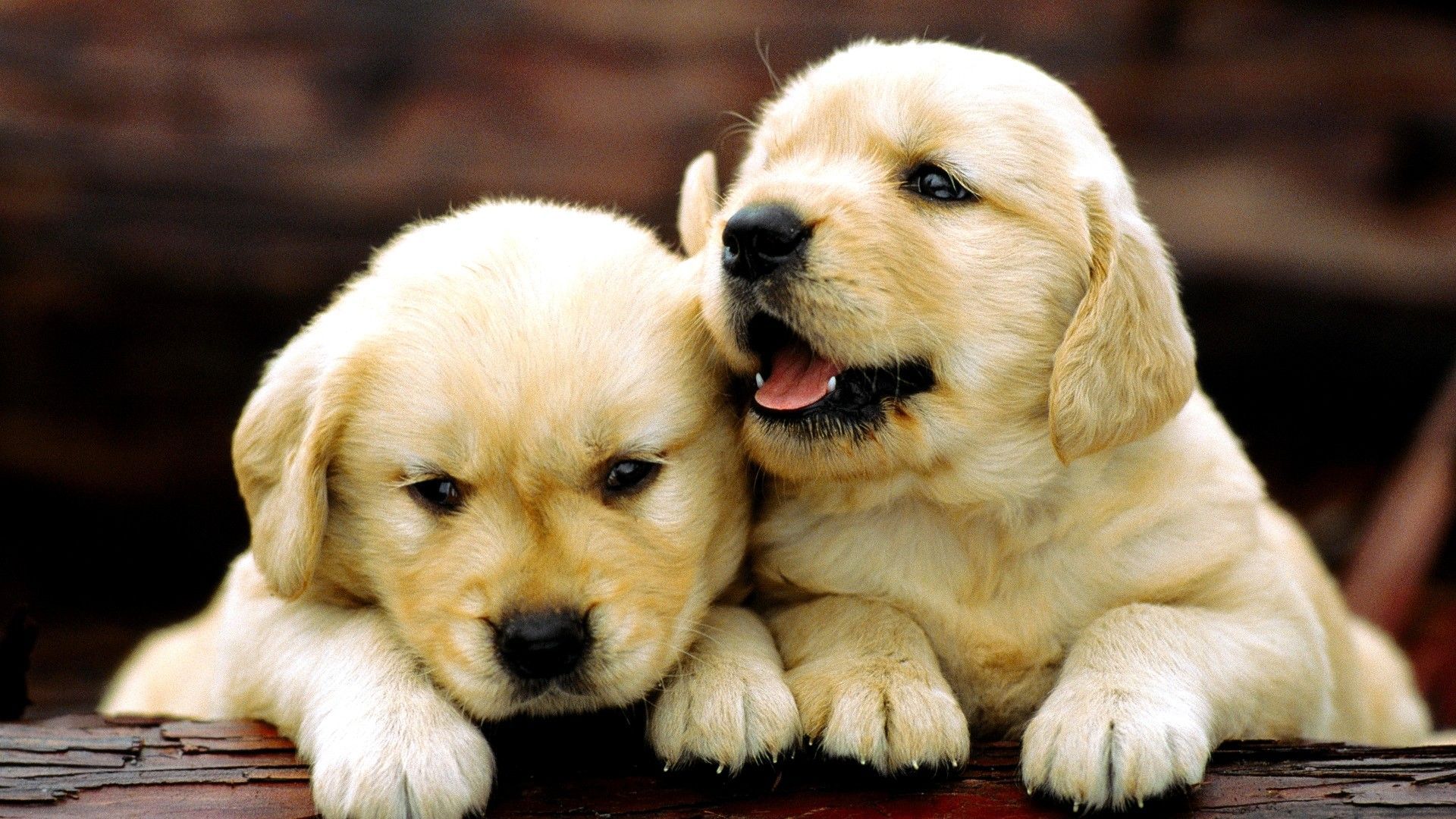 Labrador Puppies Wallpapers - 4k, HD Labrador Puppies Backgrounds on ...