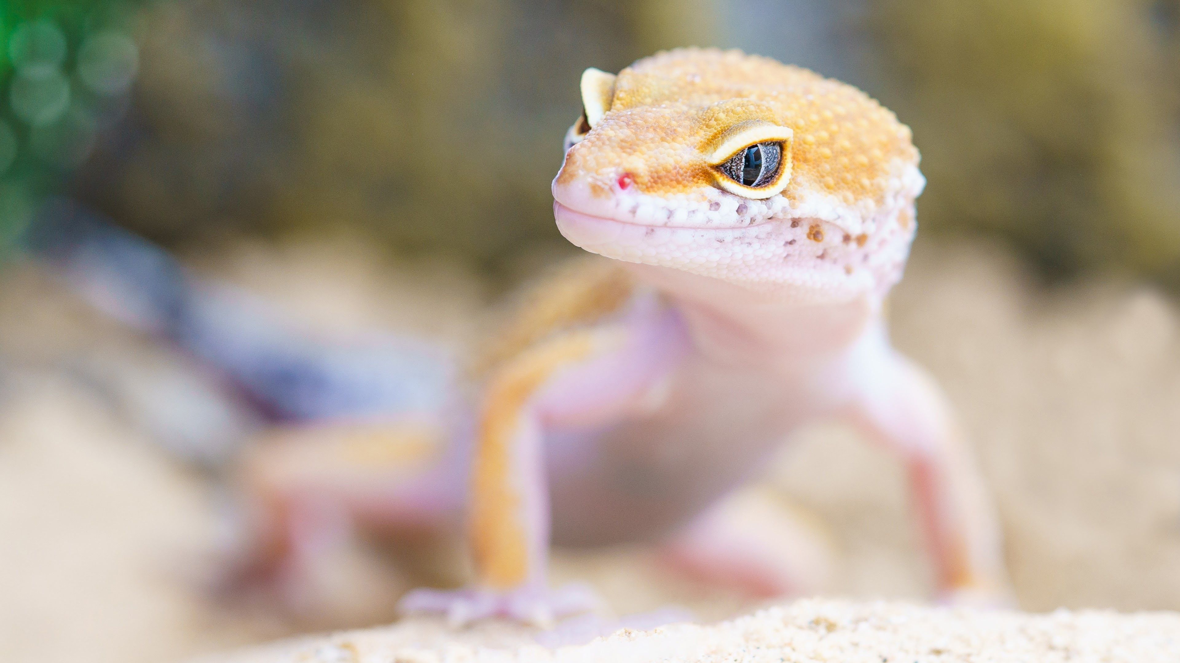 Leopard Gecko Wallpapers - 4k, HD Leopard Gecko Backgrounds on WallpaperBat