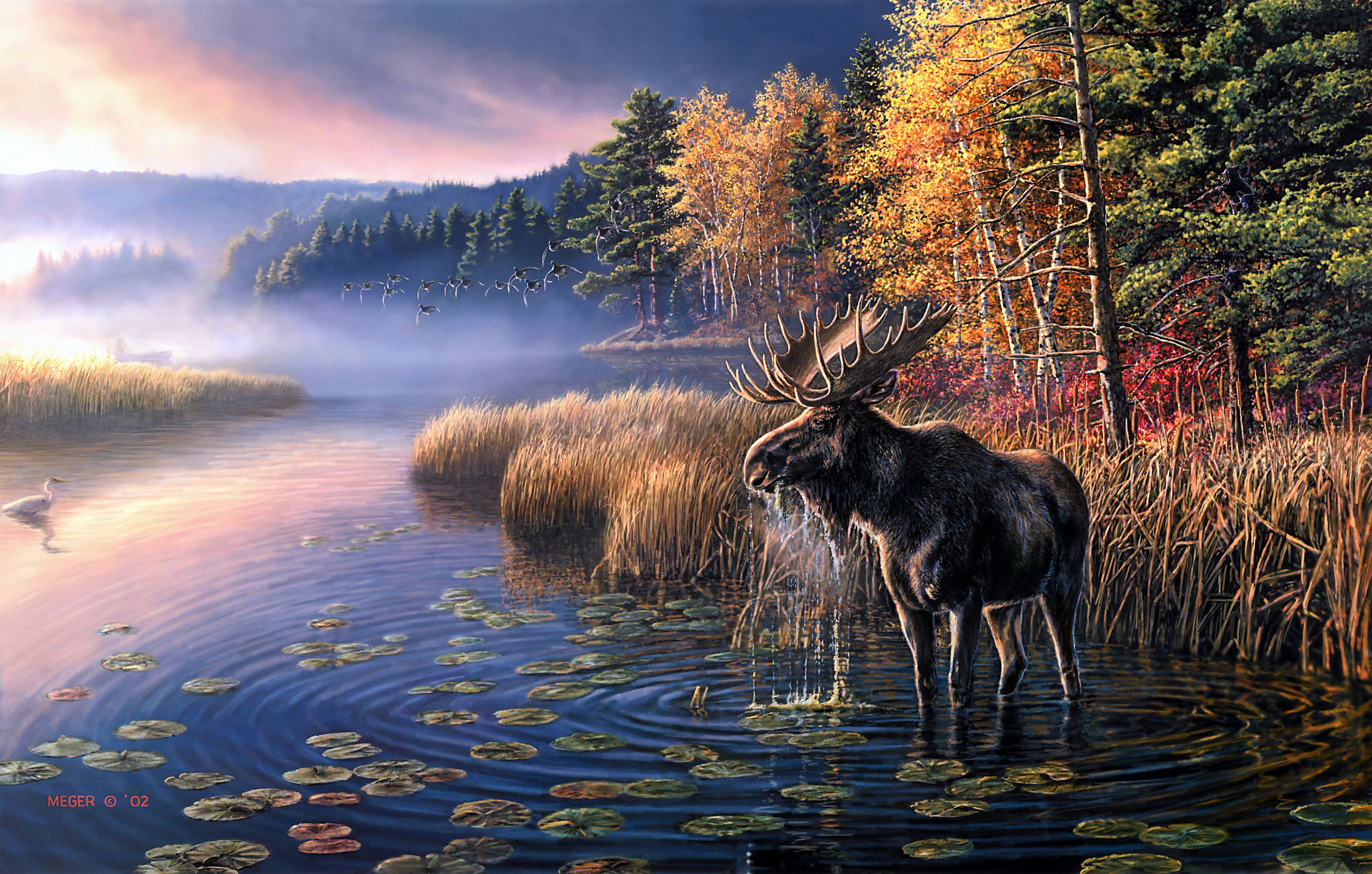 Moose Wallpapers - 4k, HD Moose Backgrounds on WallpaperBat