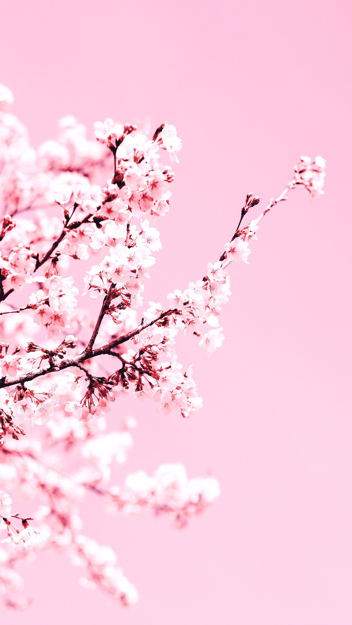 Cherry Blossom iPhone Wallpapers - 4k, HD Cherry Blossom iPhone