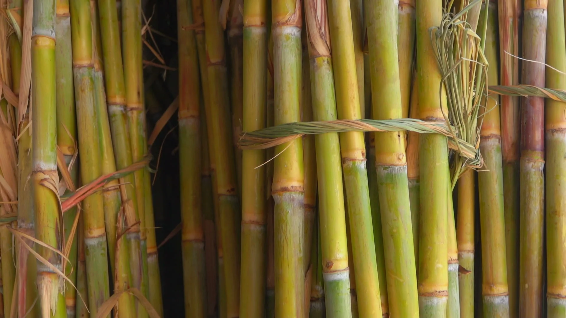 Сок сахарного тростника. Стебель сахарного тростника. Черенкование сахарного тростника. Тростник зеленый для еды Китай.